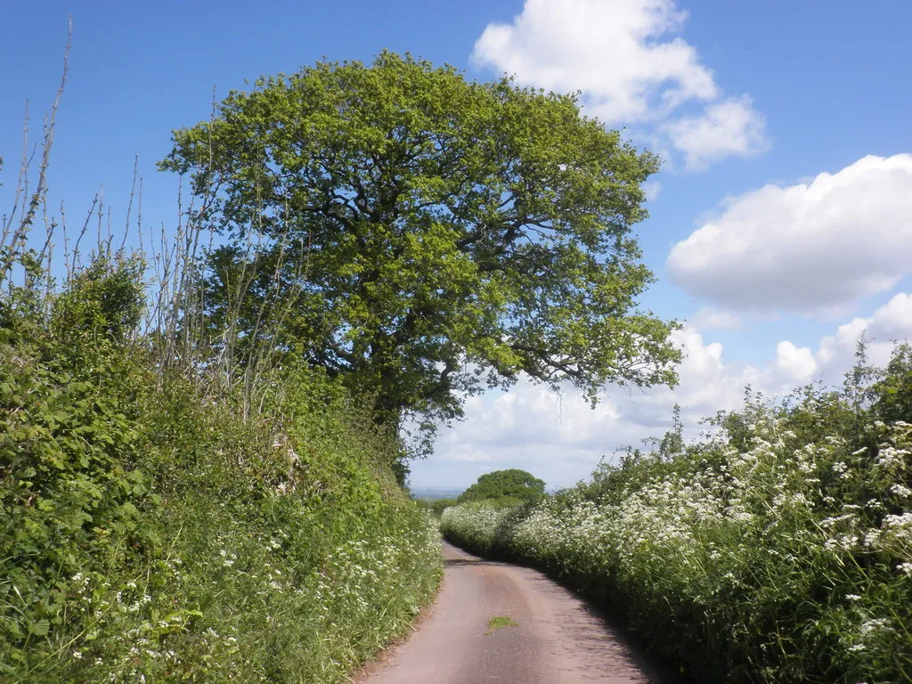 Photo showing: Boez Lane