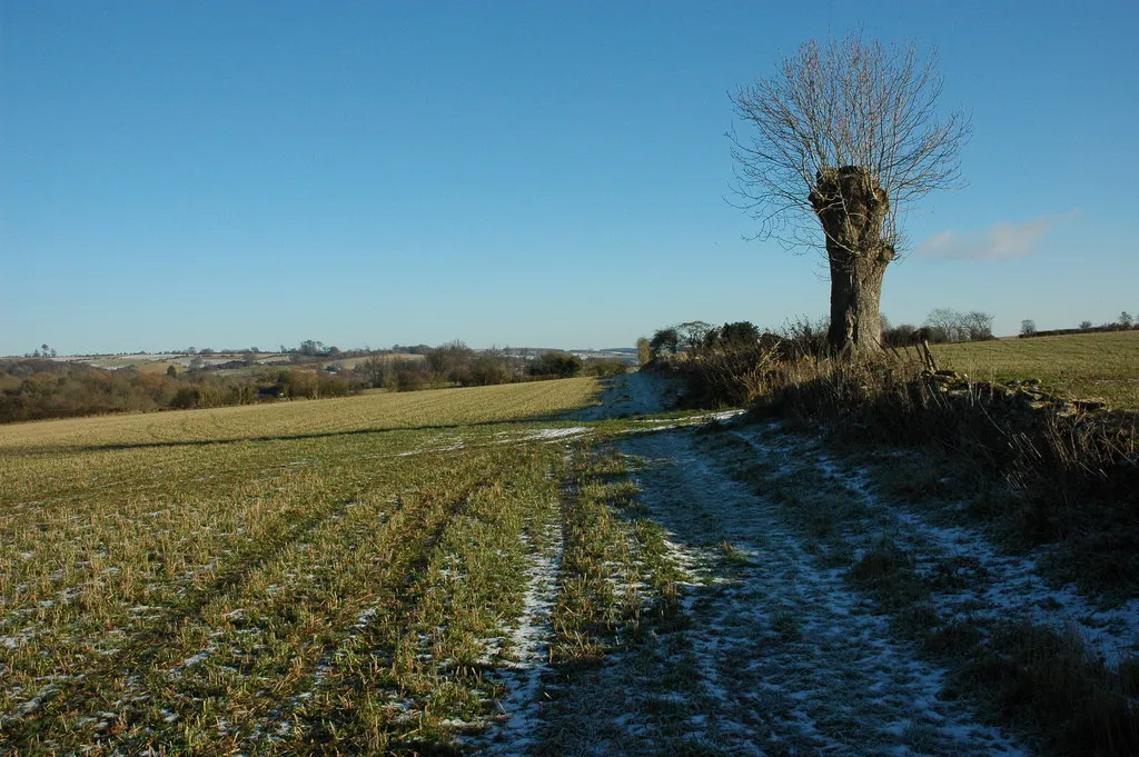 Photo showing: Tree beside a footpath