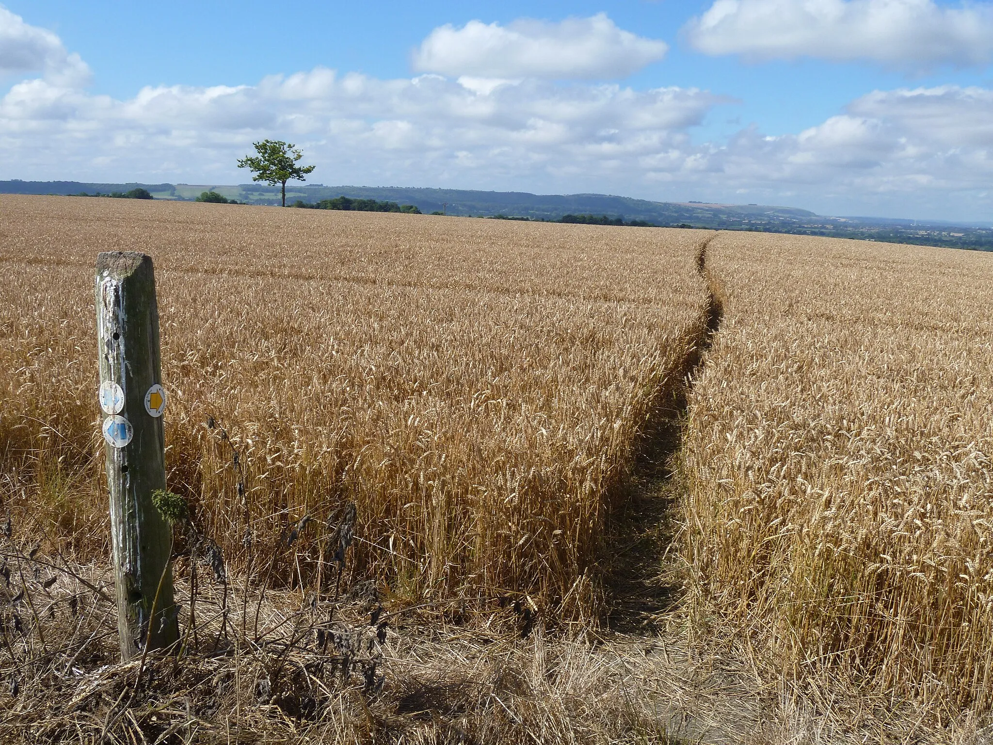 Photo showing: Footpath leaves the bridleway