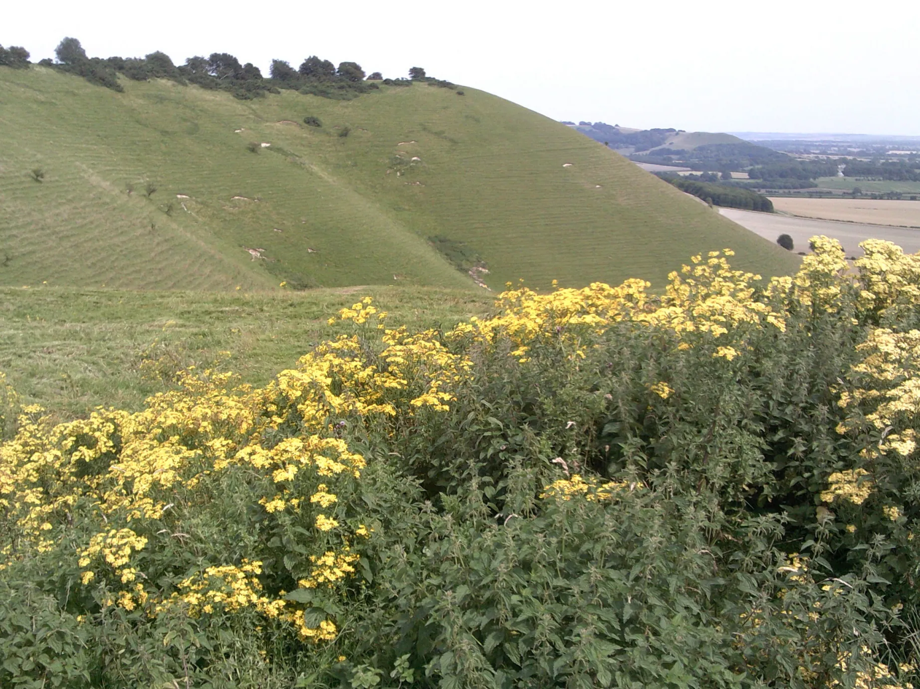 Photo showing: Knap Hill, view along the escarpment