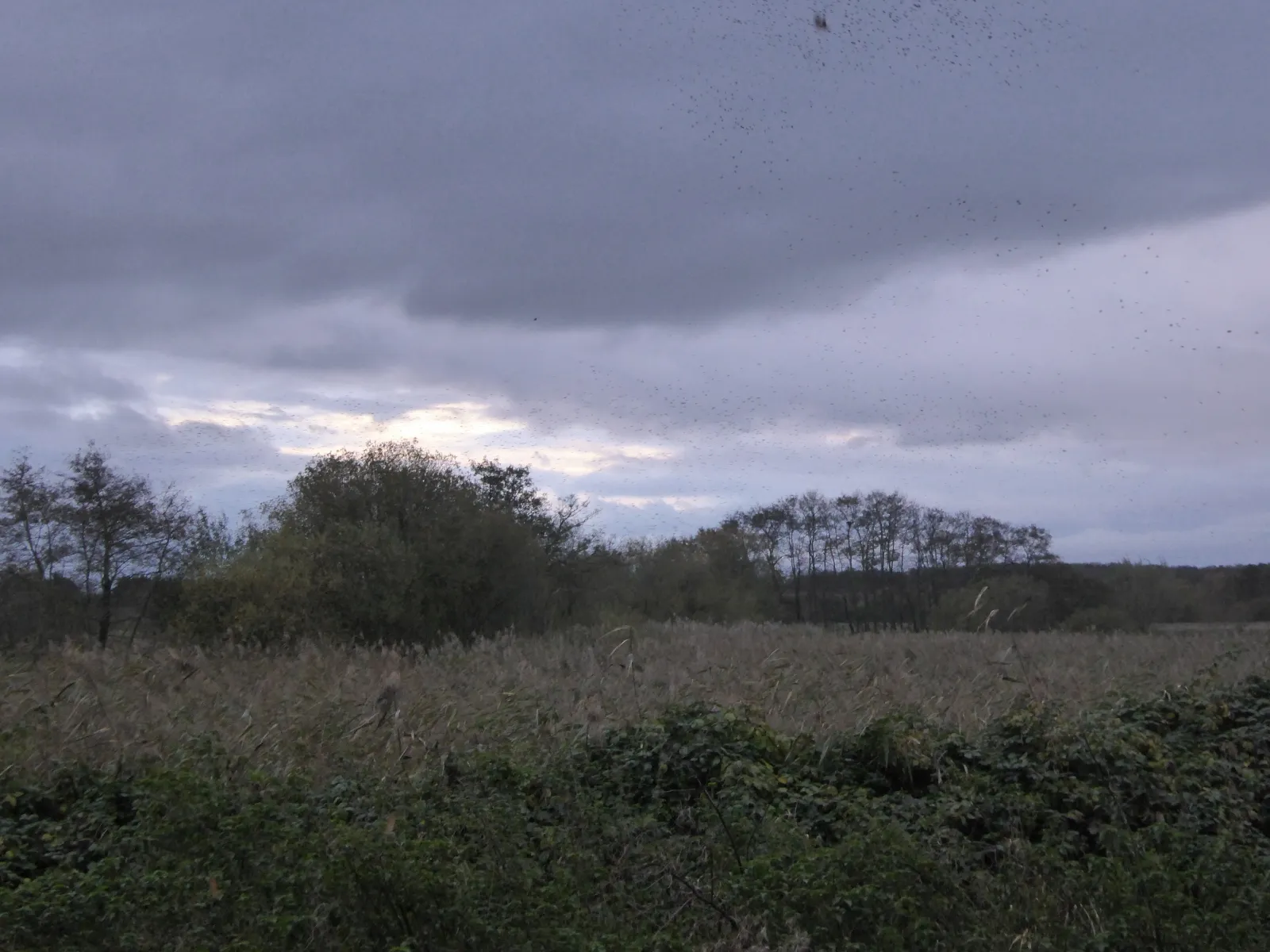 Photo showing: Trees and reeds on Street Heath, RSPB Ham Wall