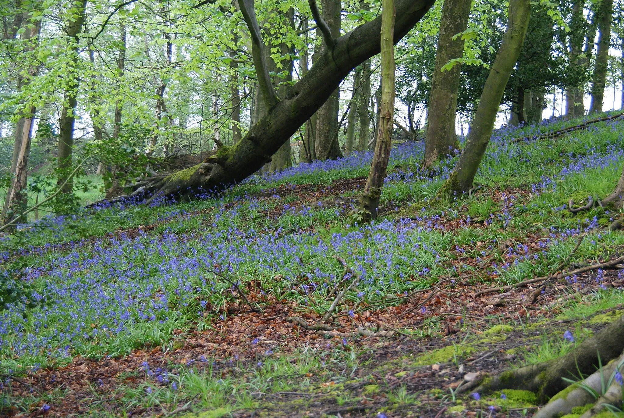 Photo showing: Bluebell woods near Higher Whitehalgh Farm