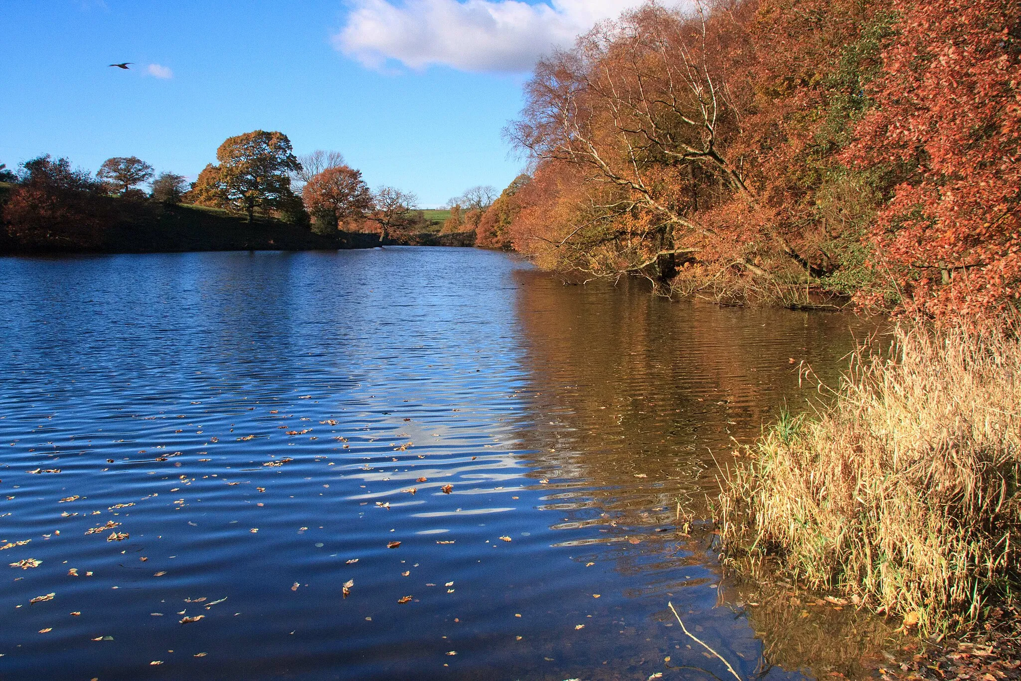 Photo showing: Autumn leaves in Heapey Reservoir no. 3