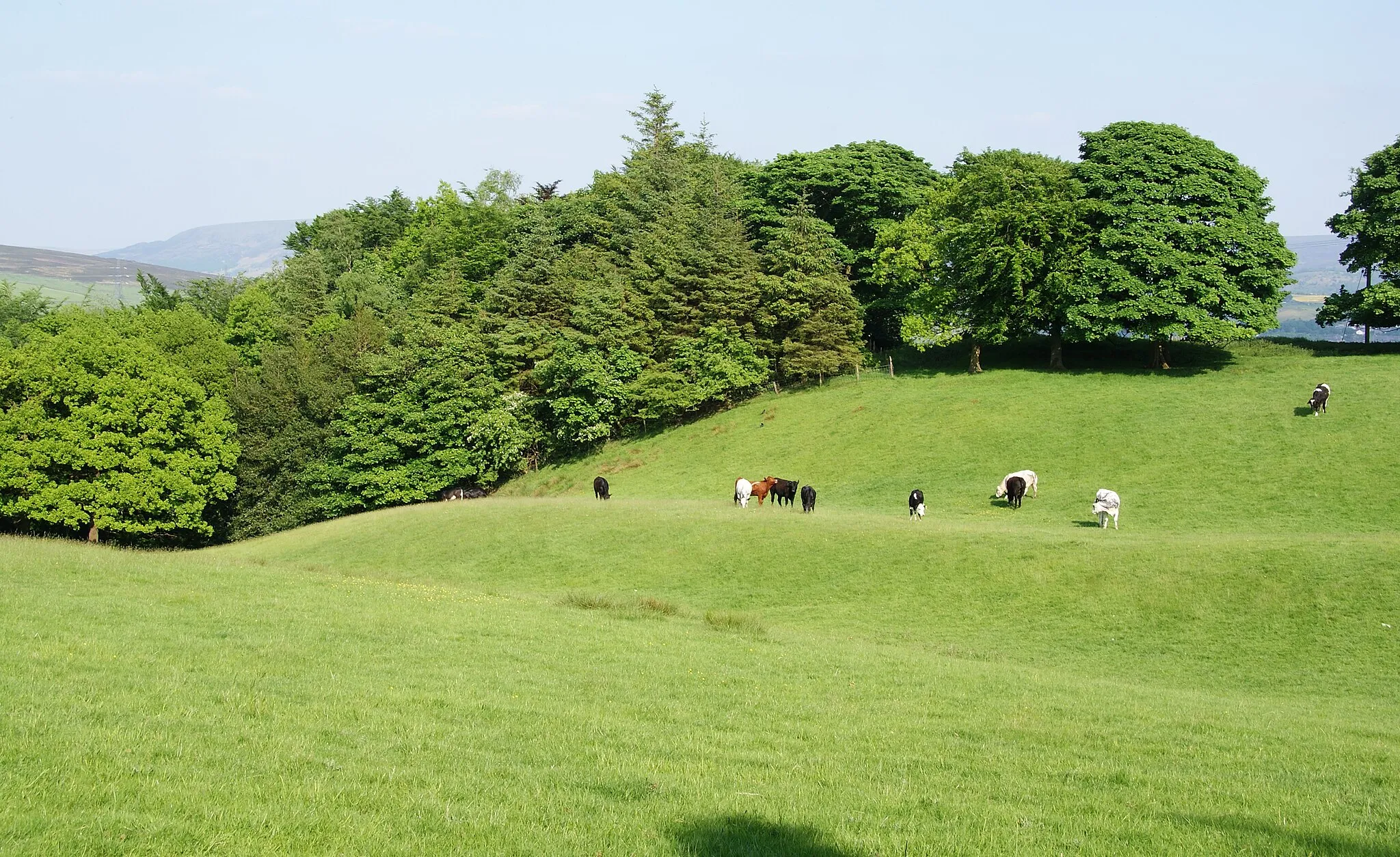 Photo showing: Cows on the hillside