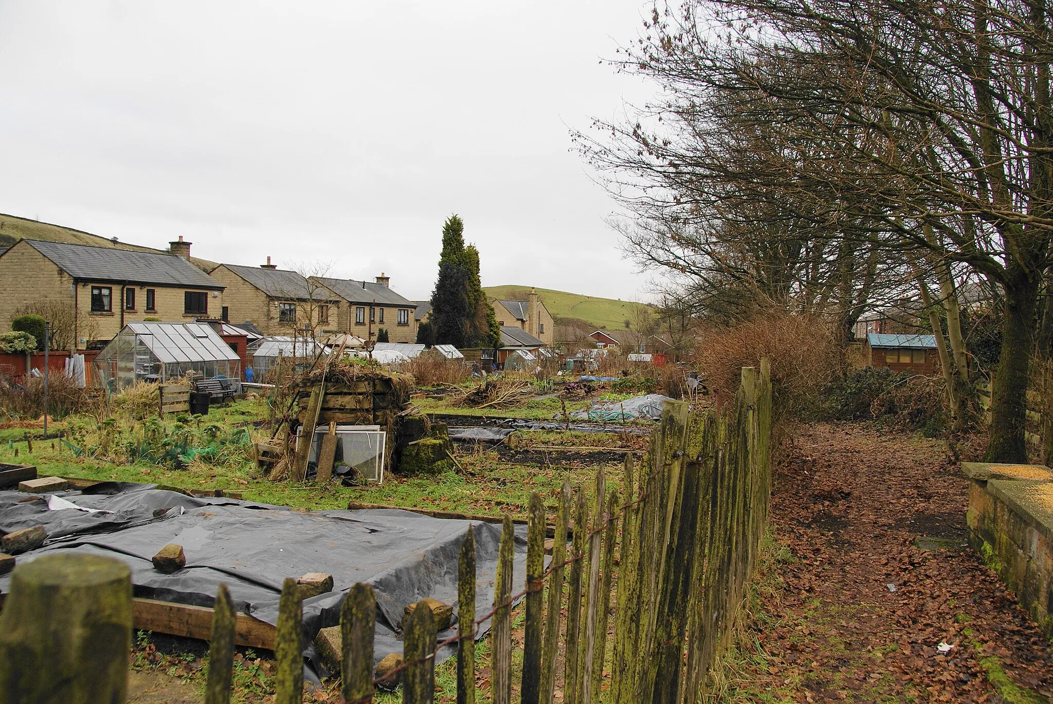 Photo showing: Allotments between the houses