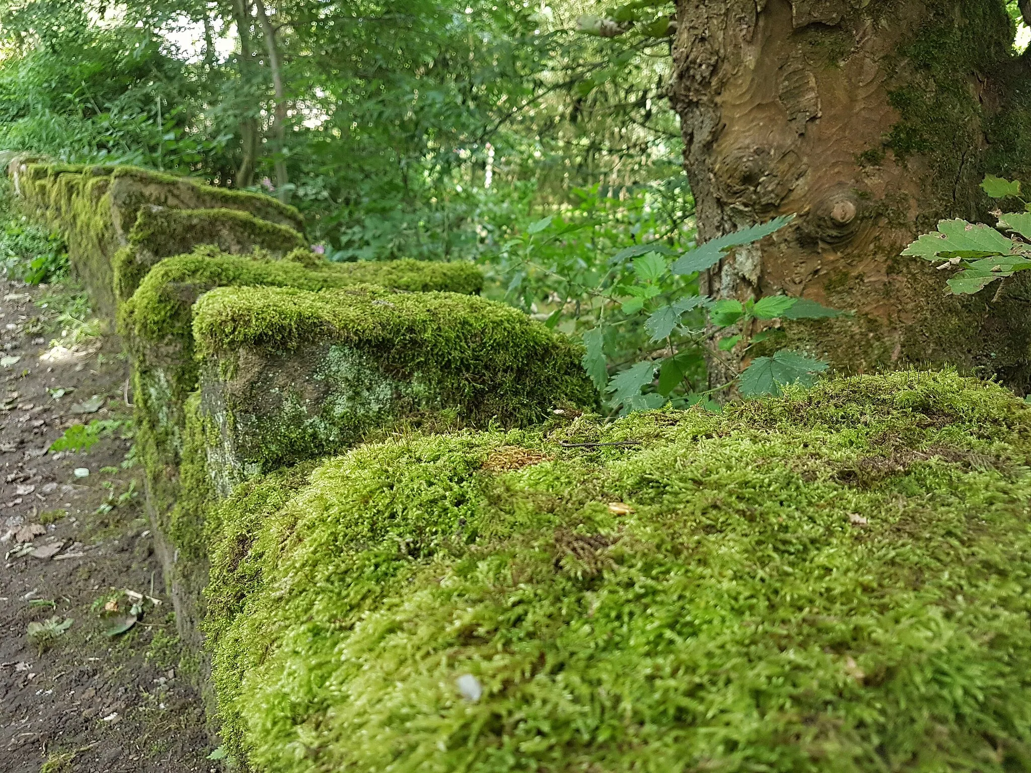 Photo showing: Moss on the top of a wall