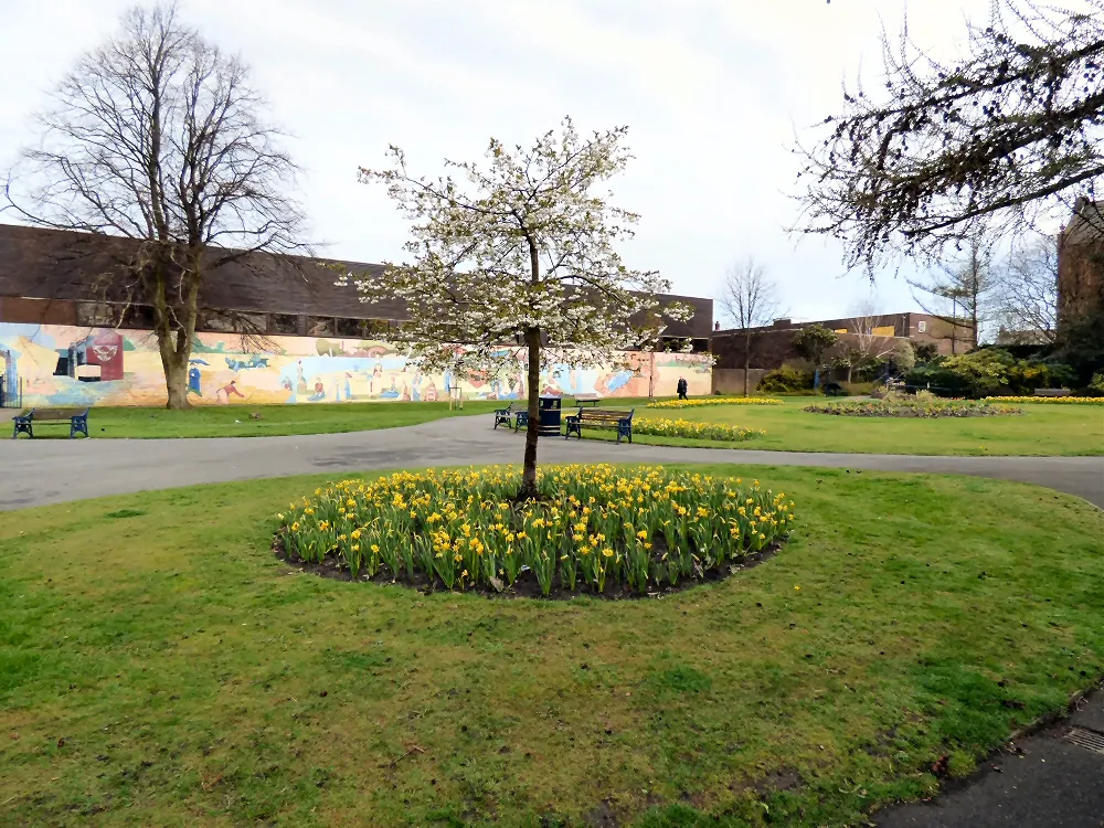 Photo showing: Daffodils and Cherry Blossom