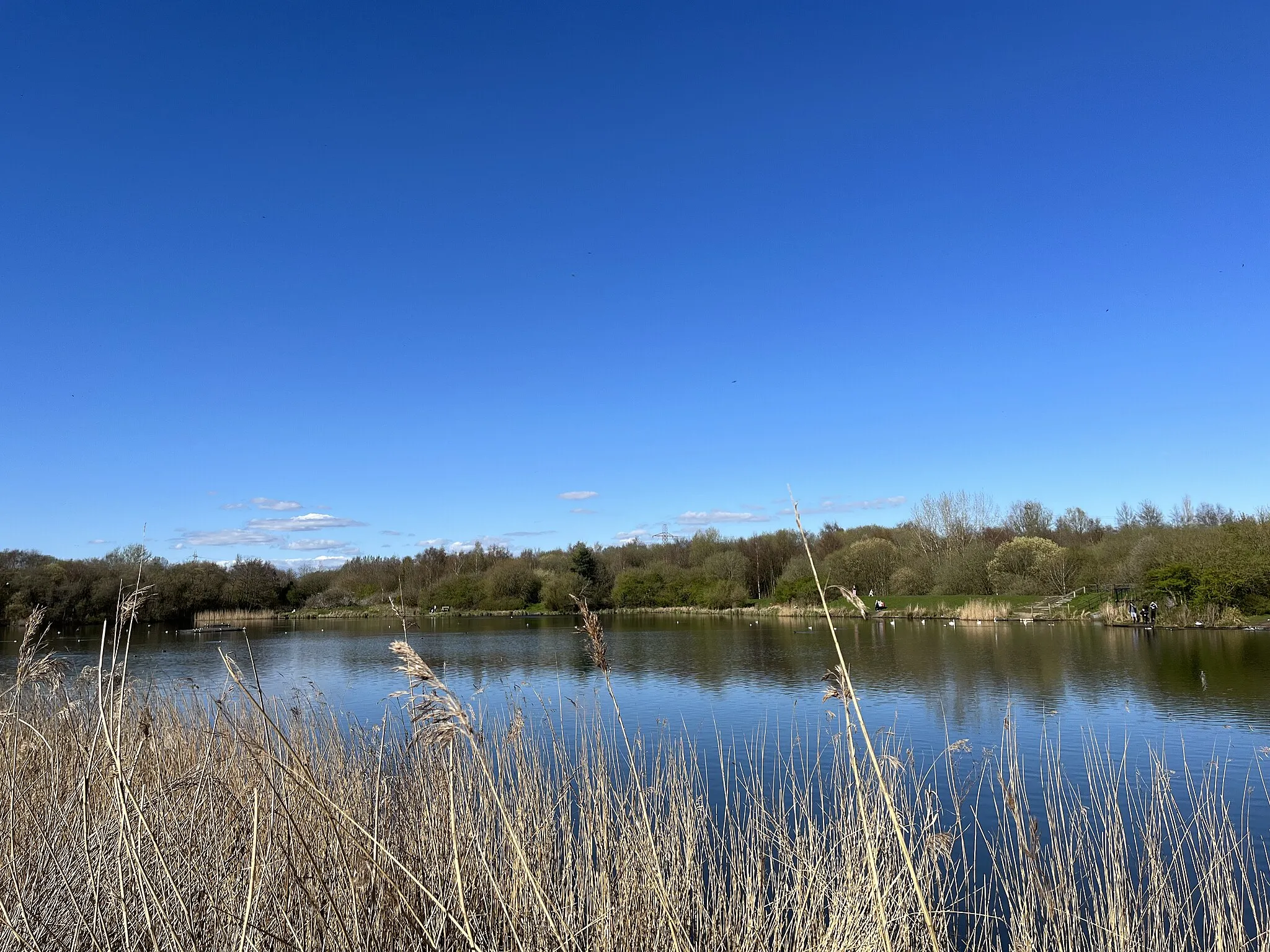 Photo showing: Reservoir in Blackleach Country Park, Walkden, featuring reed plants and trees.