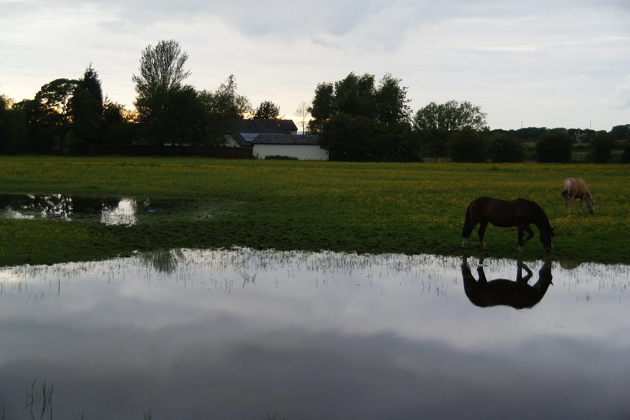 Photo showing: Evening grazing in a flooded field