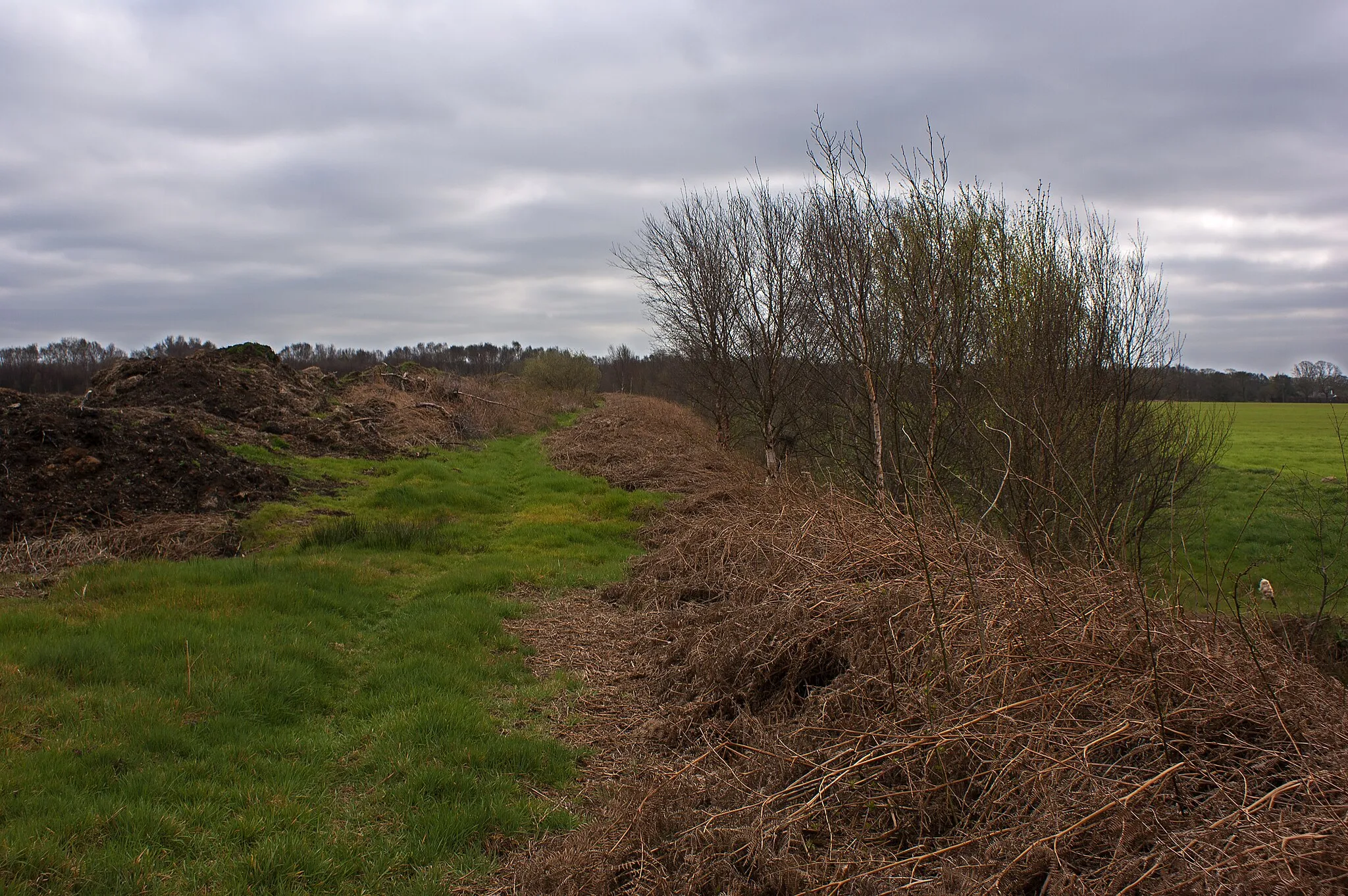 Photo showing: Birch Covert