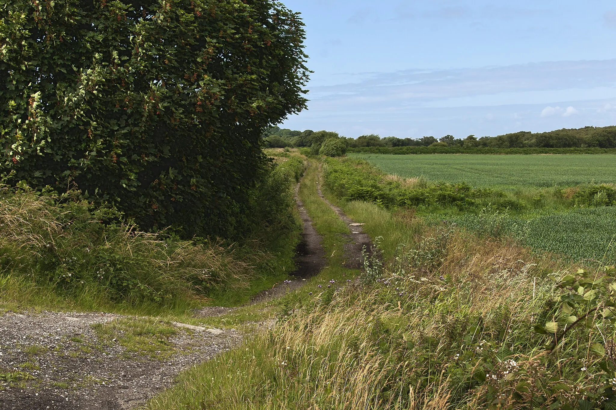 Photo showing: Alder Lane