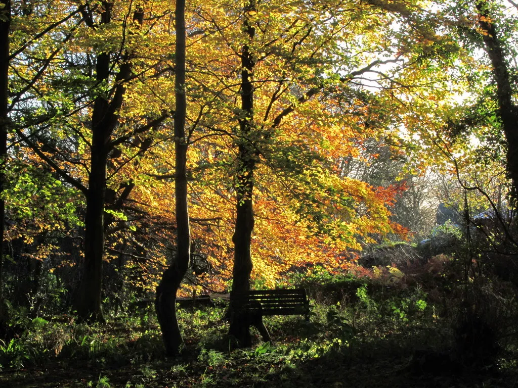 Photo showing: Autumn colours by Fernhill, Hulme Walfield near Congleton