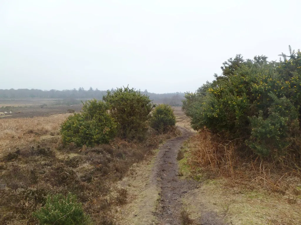 Photo showing: Burley Street, gorse