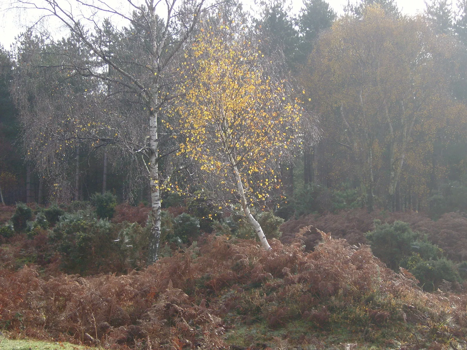 Photo showing: Silver Birch