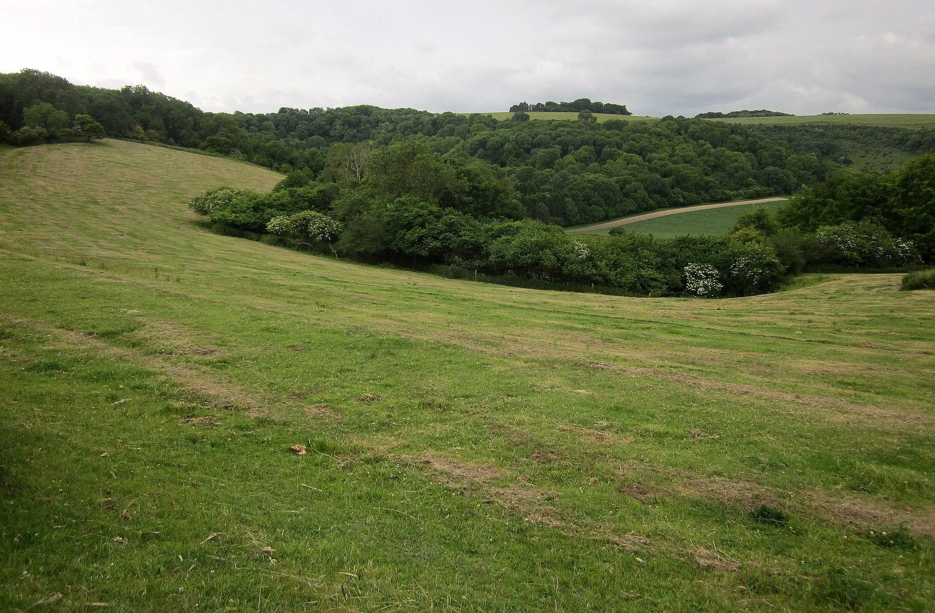 Photo showing: Belt of trees near East Combe Wood