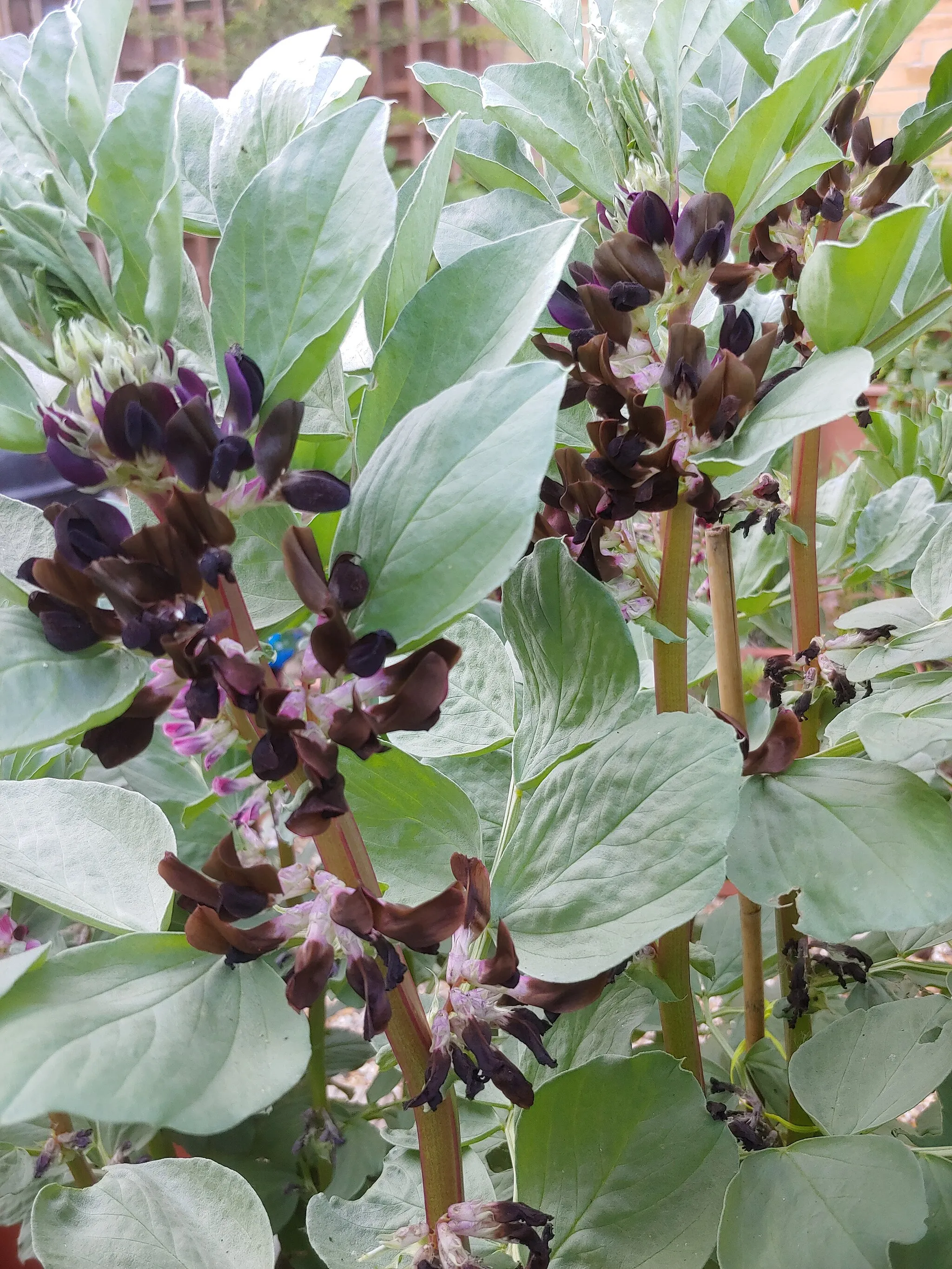 Photo showing: Broad Bean plants with black flowers, grown in Waltham Chase, Hampshire, UK. Likely a mutation (ultra high pigment density) of a Purple Flowered variety, or crossbreed of purple/black + White flowered varieties. To the human eye, these appear even more black but the stock camera app on the LG G7 ThinQ phone tens to over saturate everything.