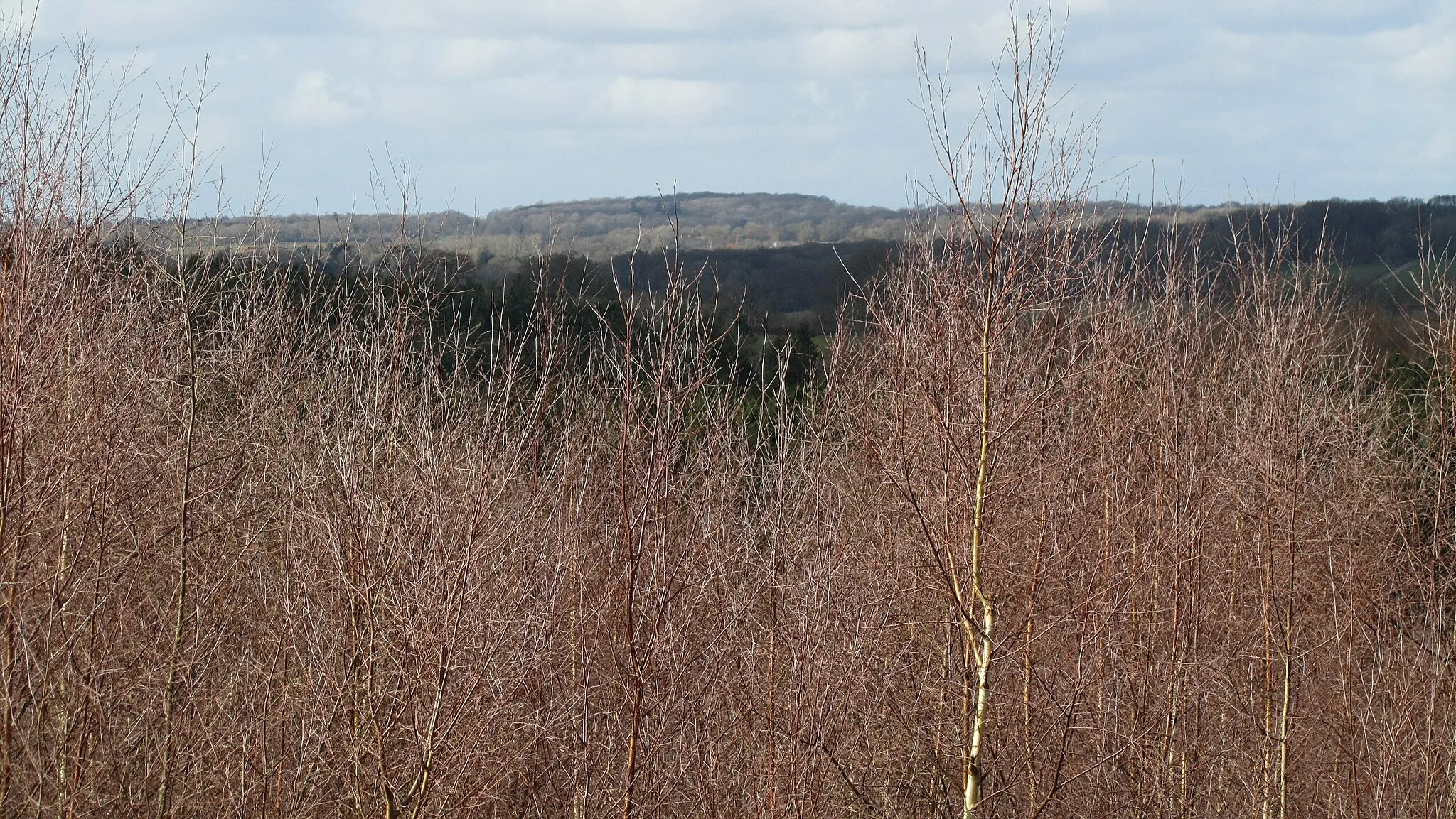 Photo showing: A nice viewpoint in Ampfield Wood