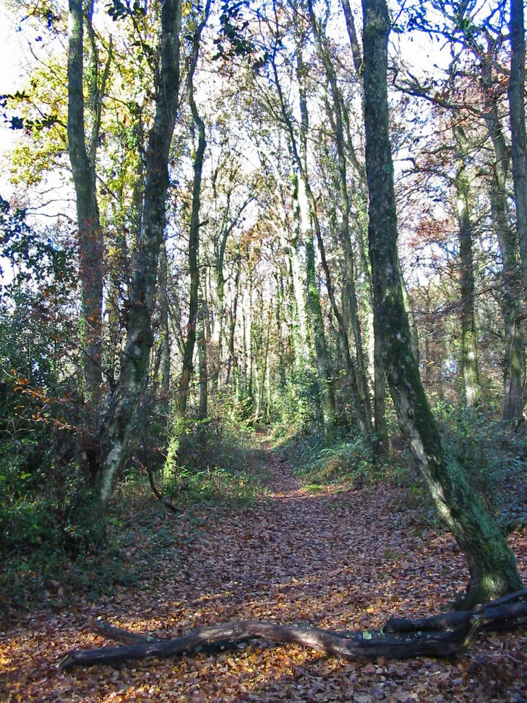 Photo showing: Bridleway, Wilkins's Coomb, Sandleheath, Hampshire