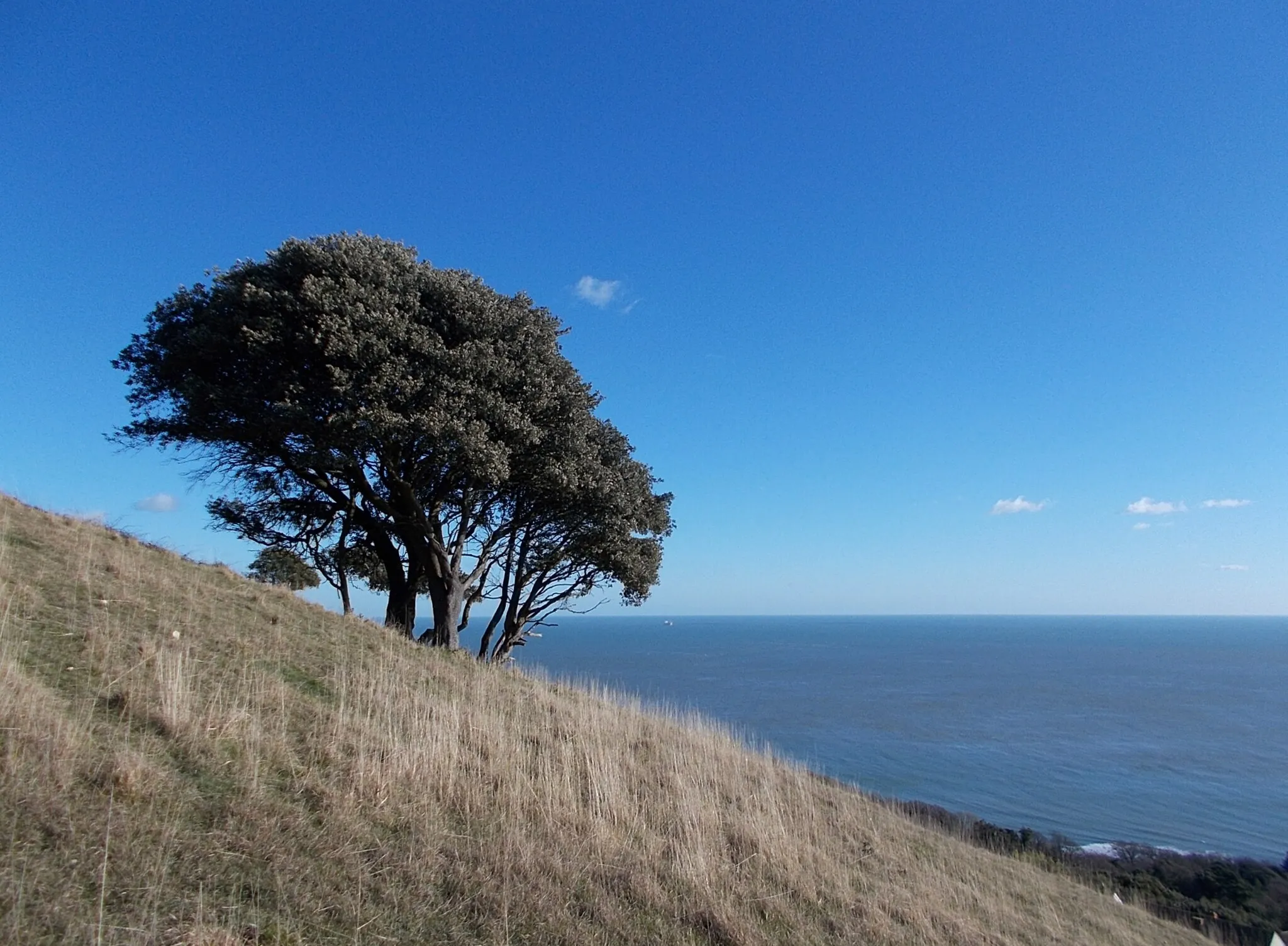 Photo showing: Slopes of St Boniface Down, Isle of Wight, England