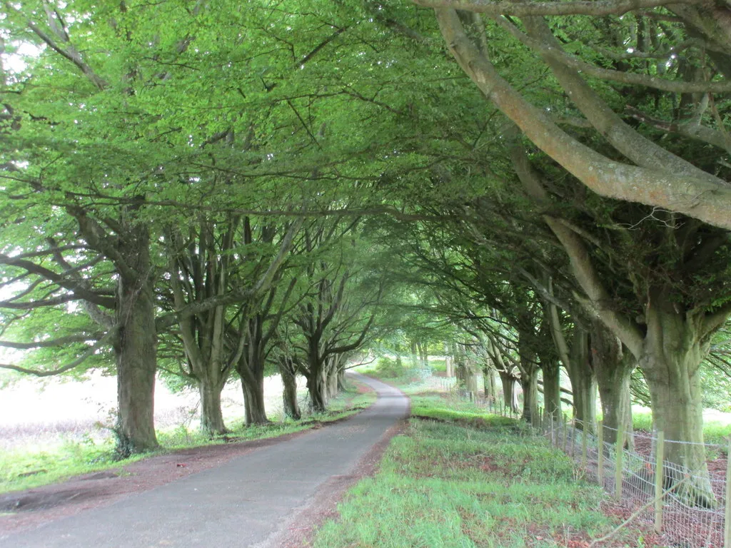 Photo showing: Beech avenue near Hinton Ampner