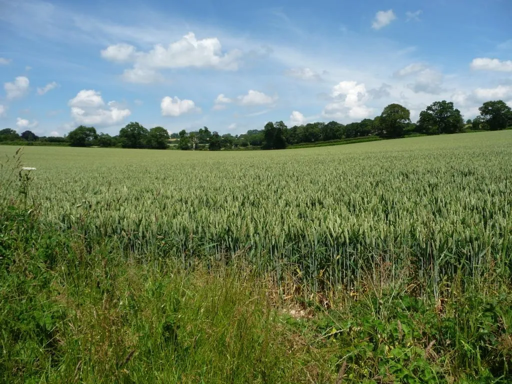 Photo showing: Wheatfield in a slight valley