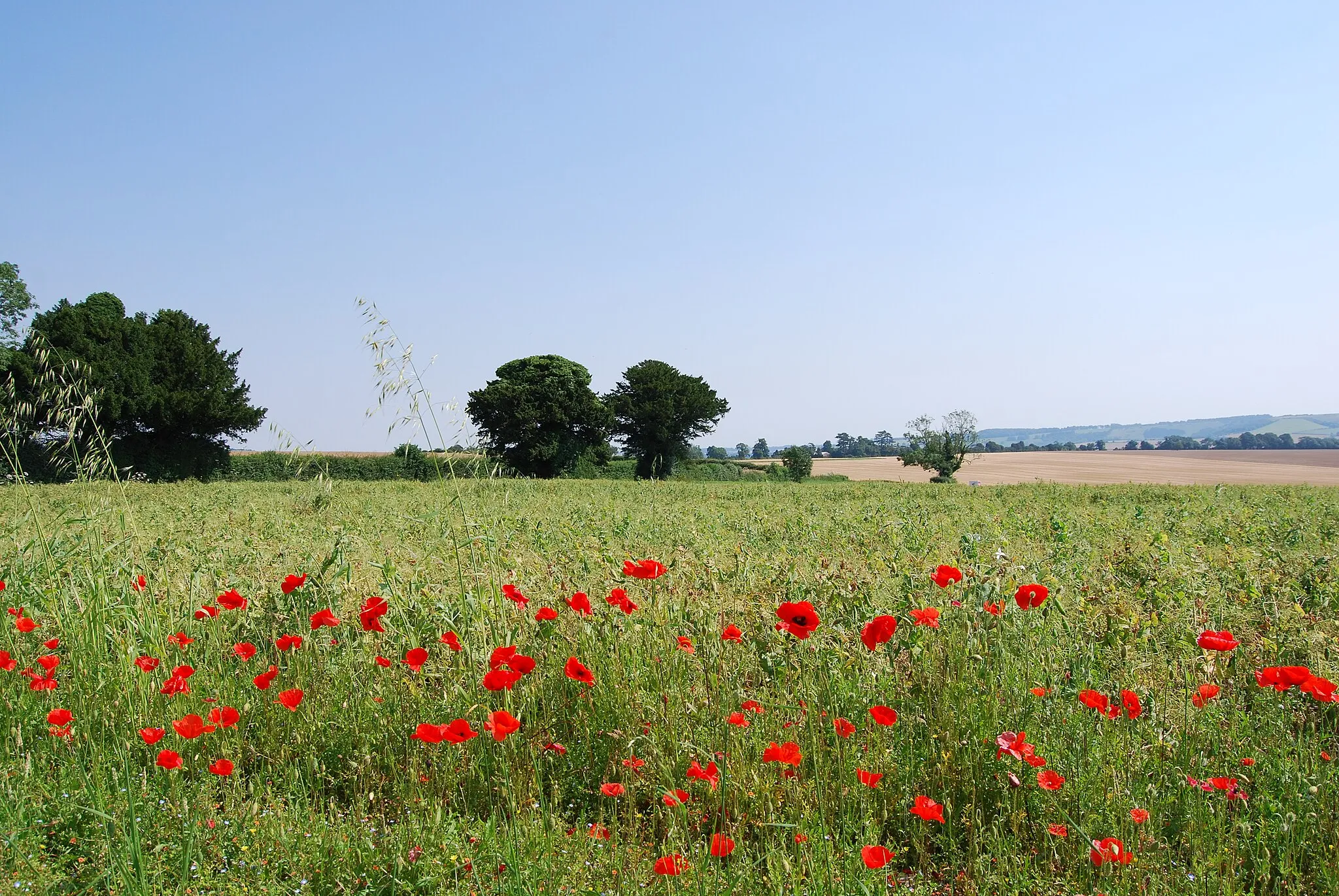 Photo showing: A few poppies alongside Hacketts Lane