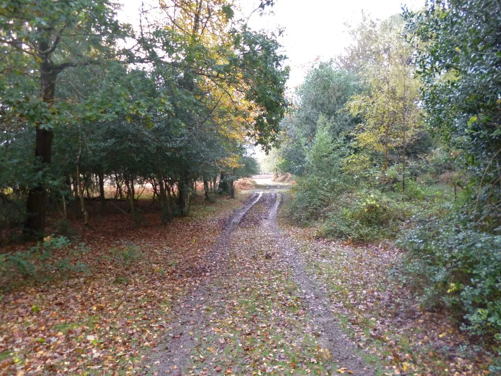 Photo showing: Emery Down, forestry track