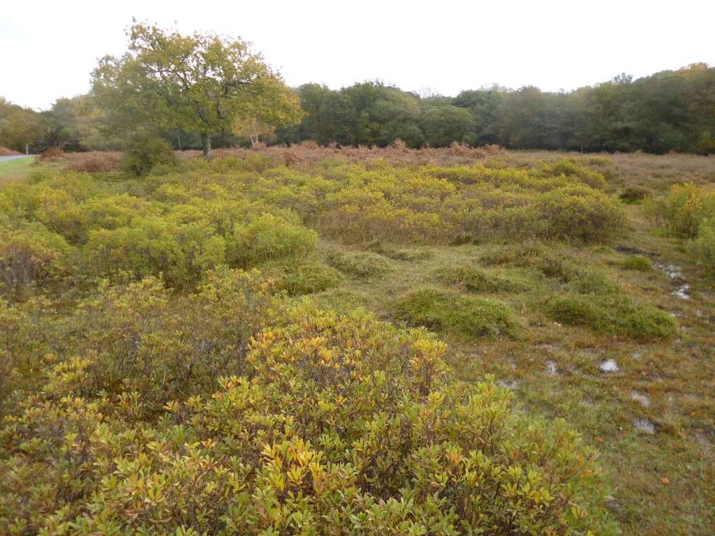 Photo showing: Emery Down, bog myrtle