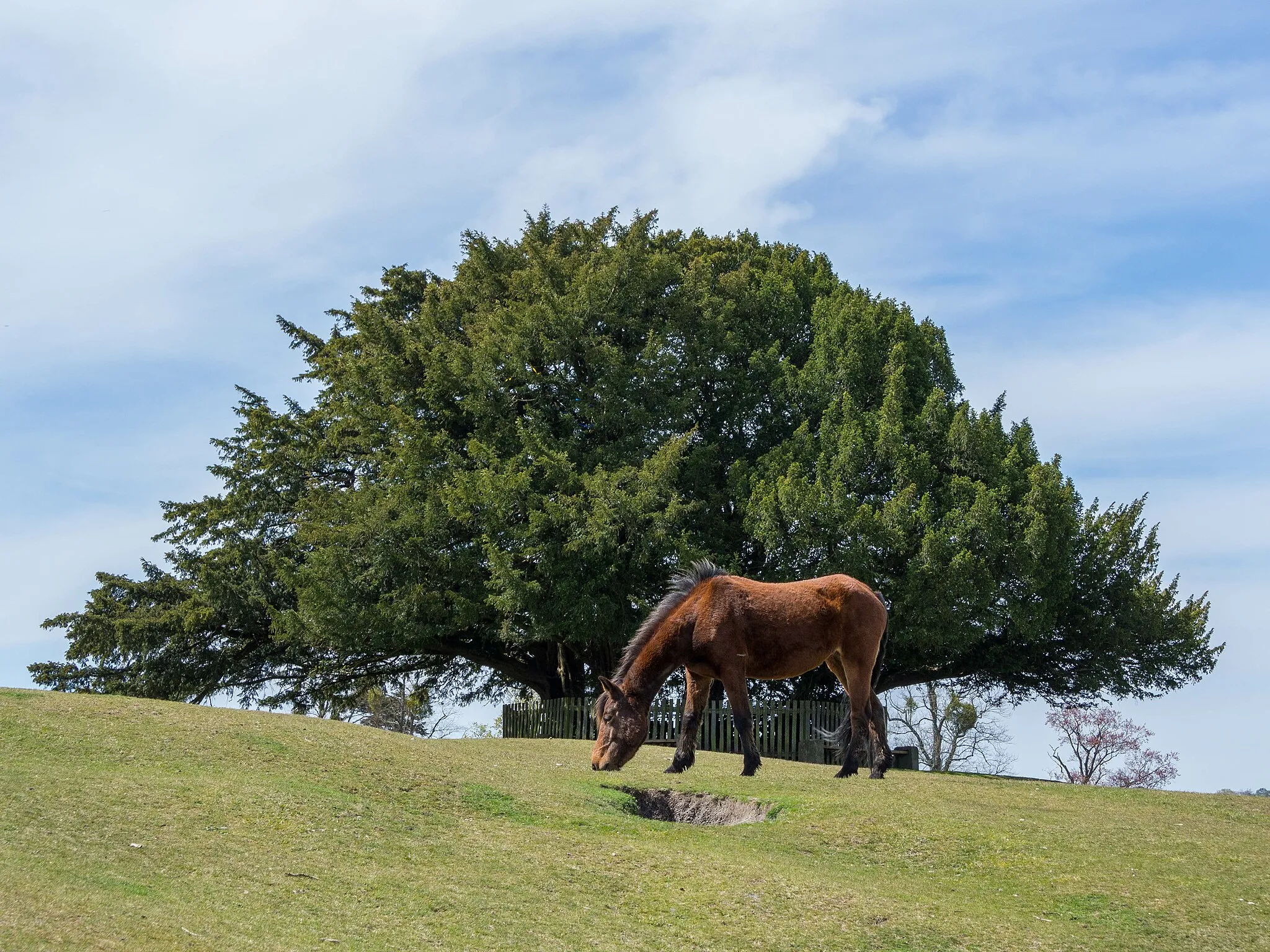 Photo showing: New Forest Pony in front of Bolton's Bench on a sunny day.