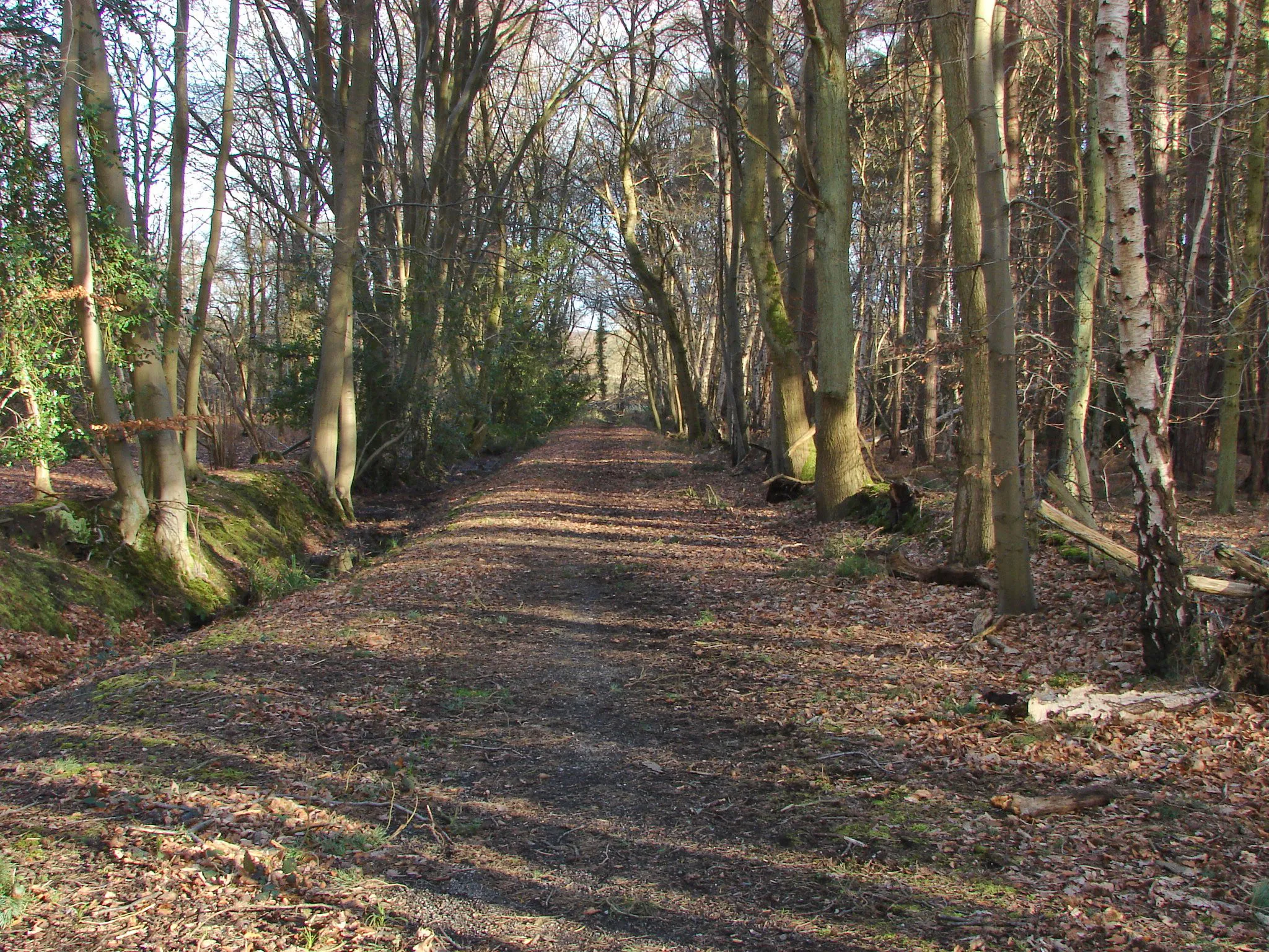 Photo showing: Footpath through the woods