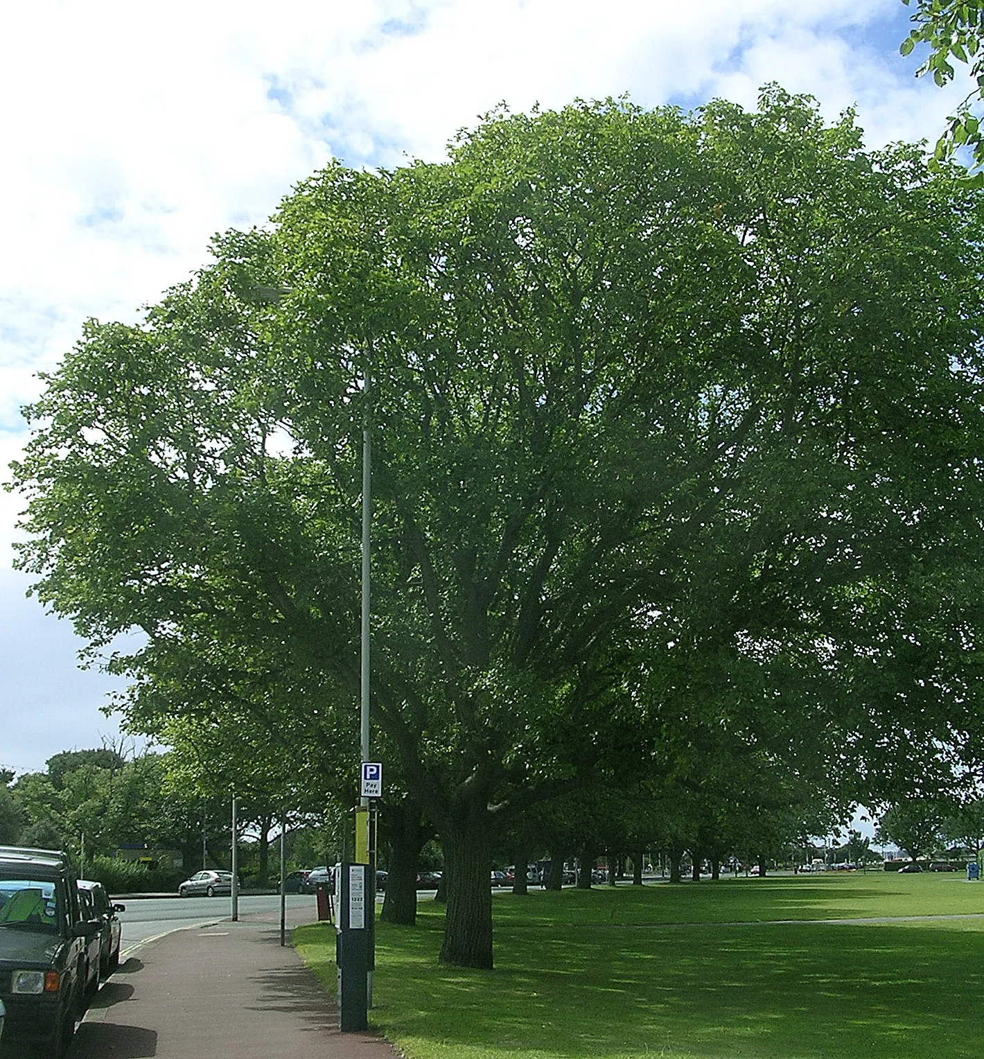 Photo showing: Photo taken by author. Southsea Common, August 2007.