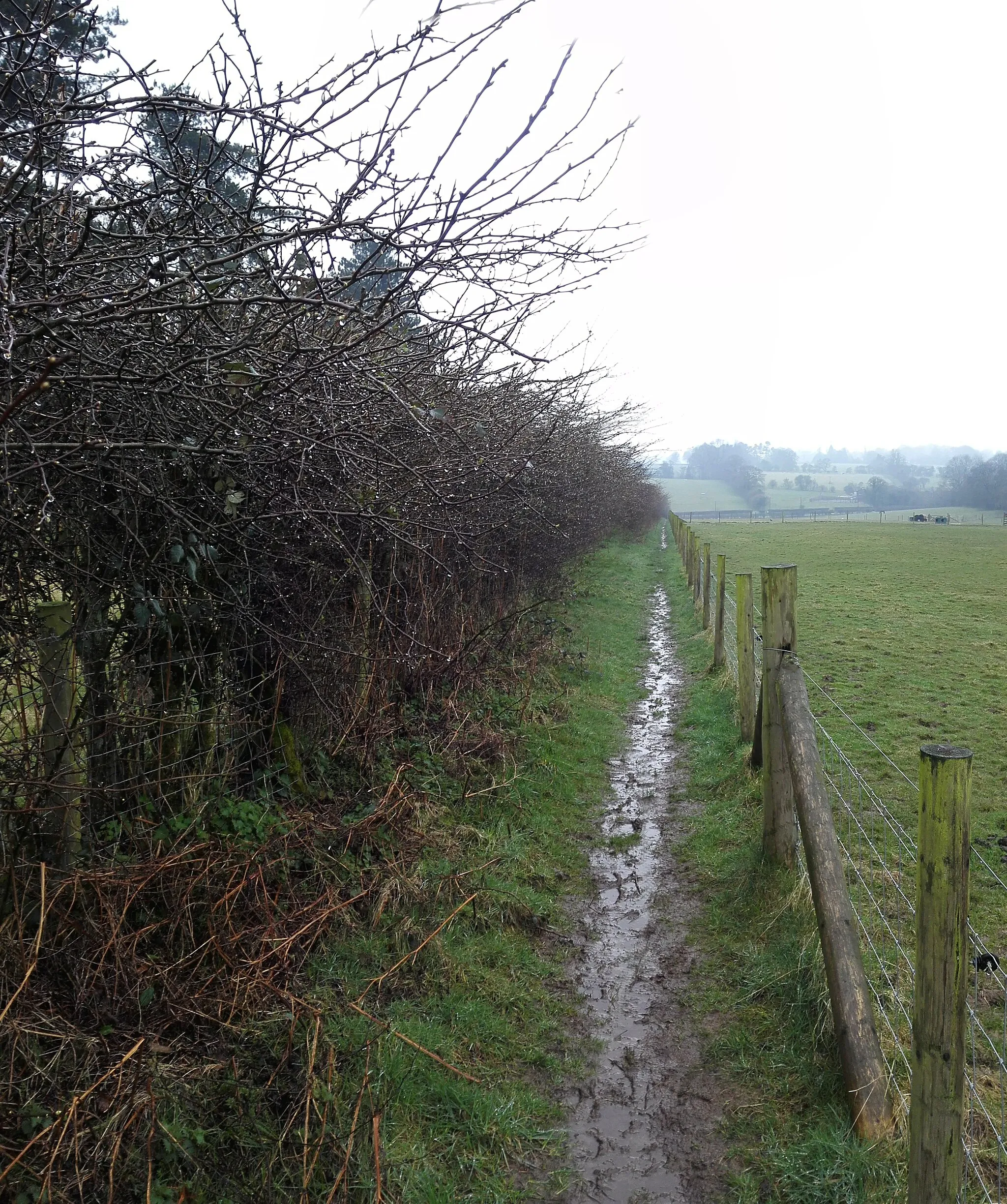 Photo showing: Narrow Footpath - Saint Swithun's Way