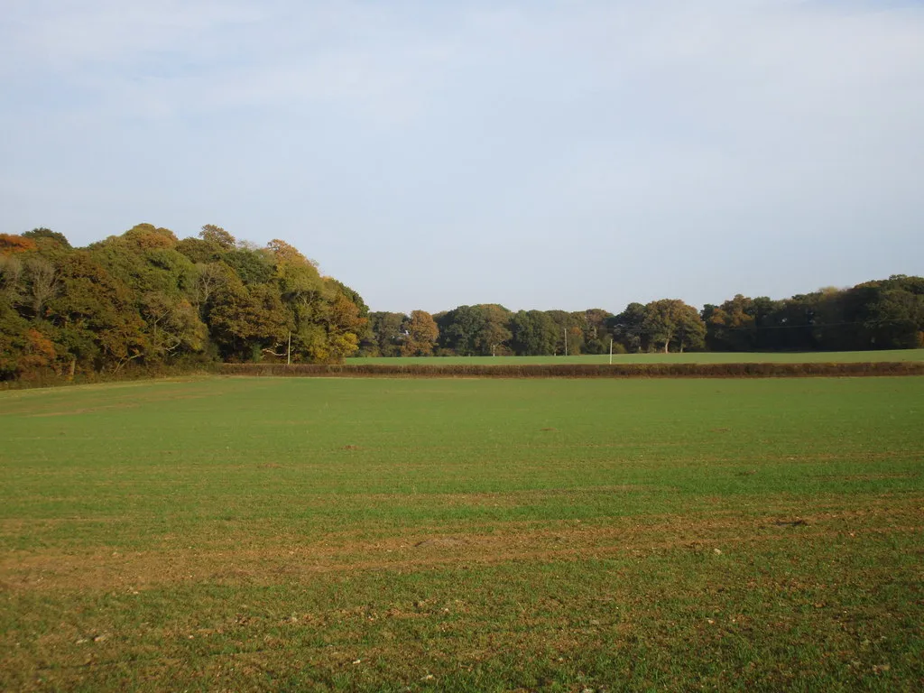 Photo showing: Autumn sown cereals near Grub Coppice