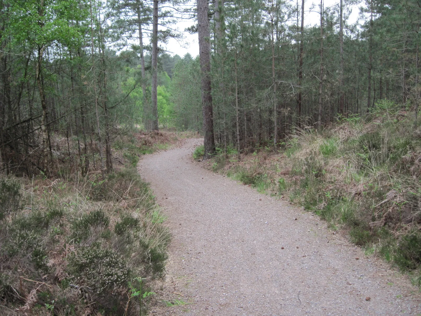 Photo showing: Path in Ashley Heath Forest