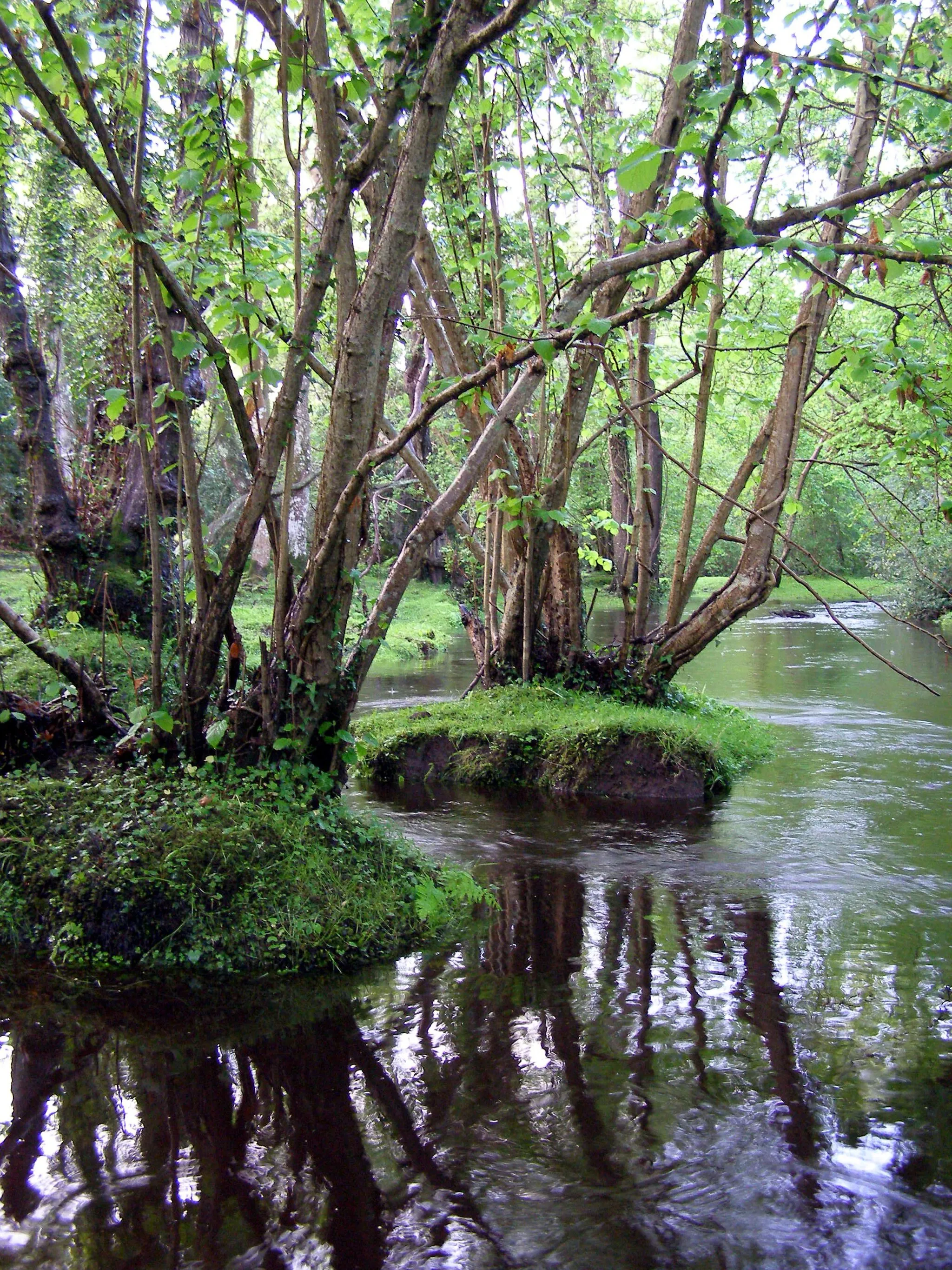 Photo showing: Alder trees in the Beaulieu River north of Fawley Ford, New Forest