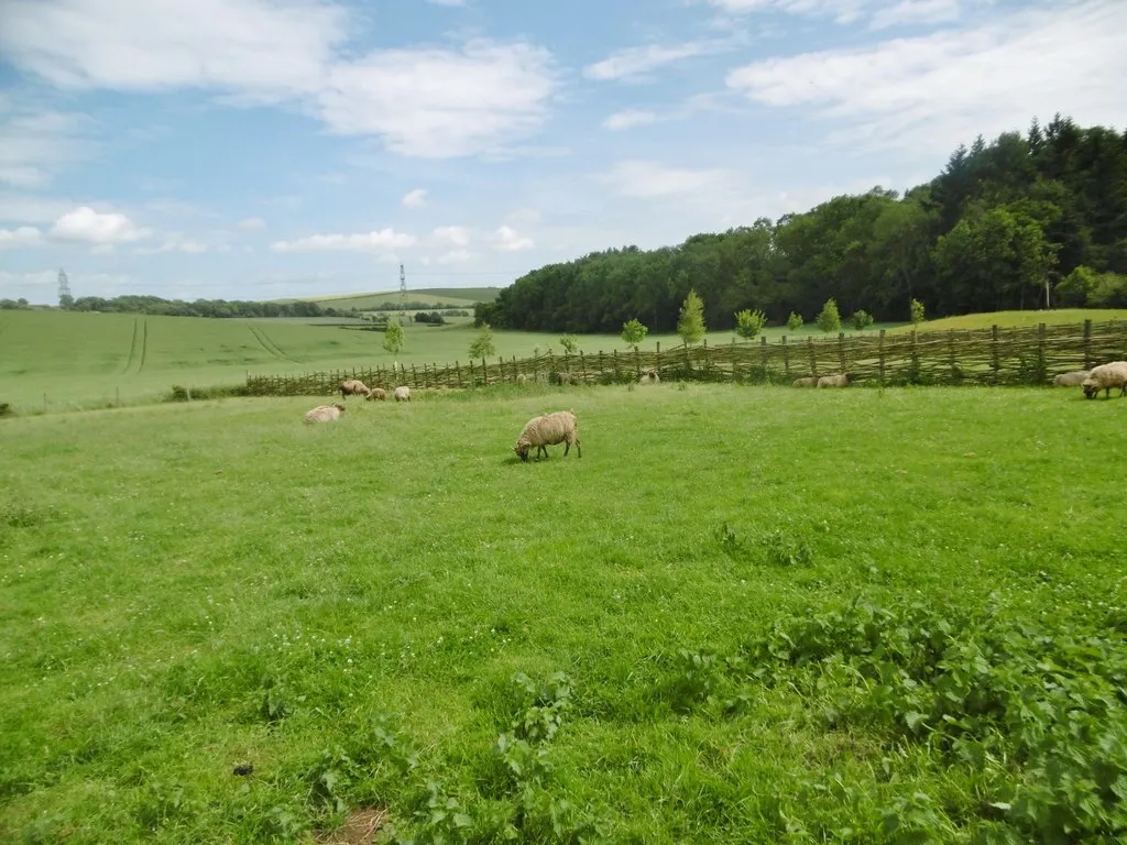 Photo showing: Clanfield, sheep paddock