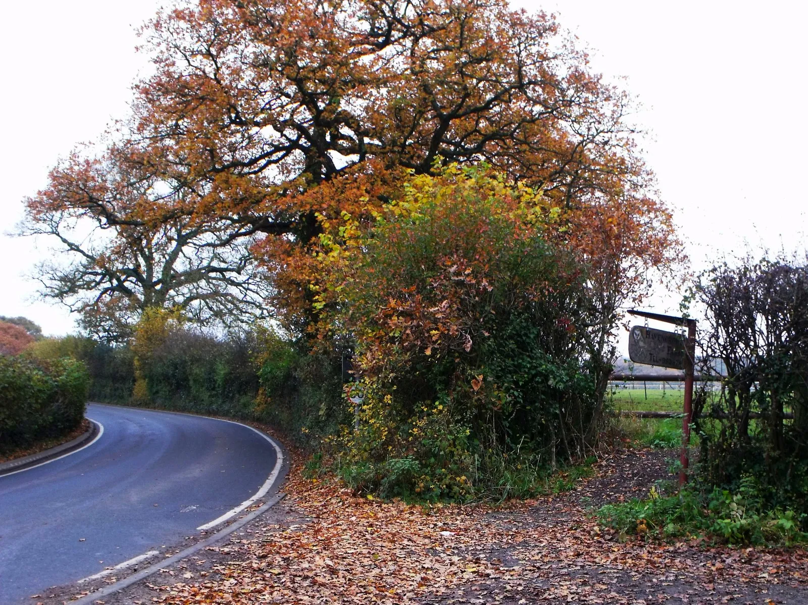 Photo showing: Autumn west of Havenstreet