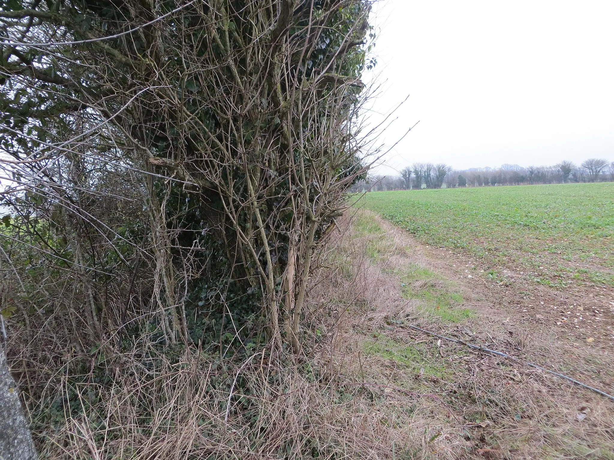 Photo showing: Hedge line view from Barford Down Triangulation Pillar