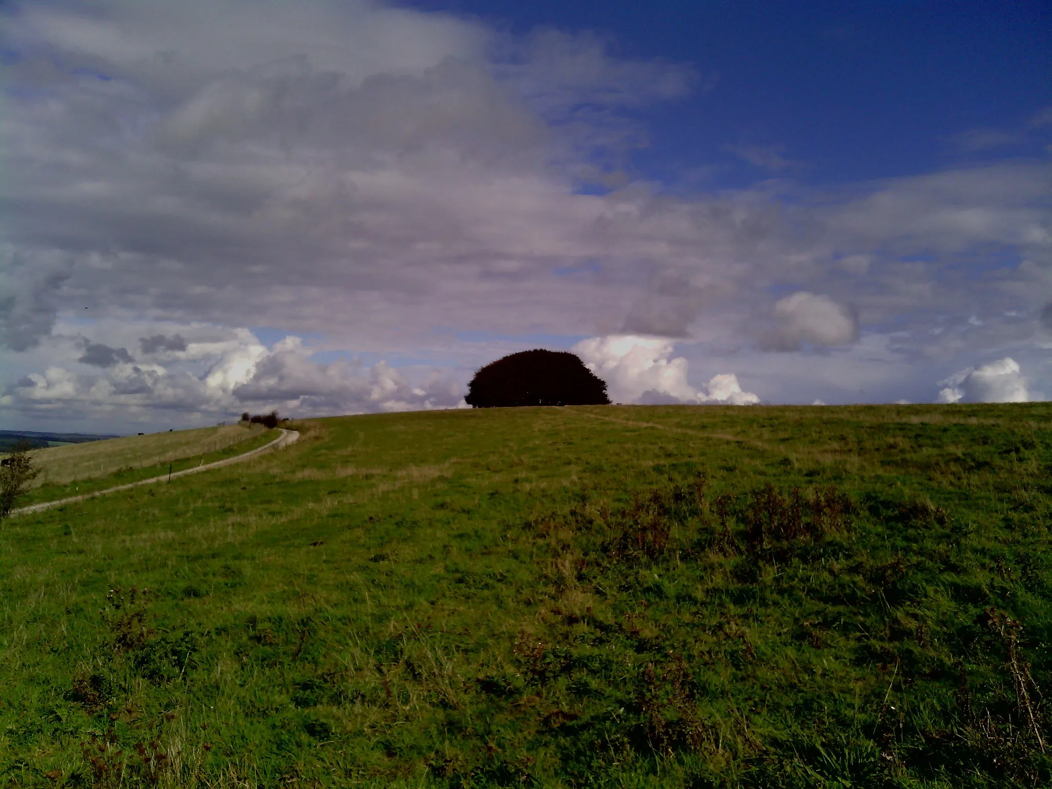 Photo showing: Wingreen Hill the highest point of Cranborne Chase an area of Outstanding Natural Beauty in Wiltshire, England