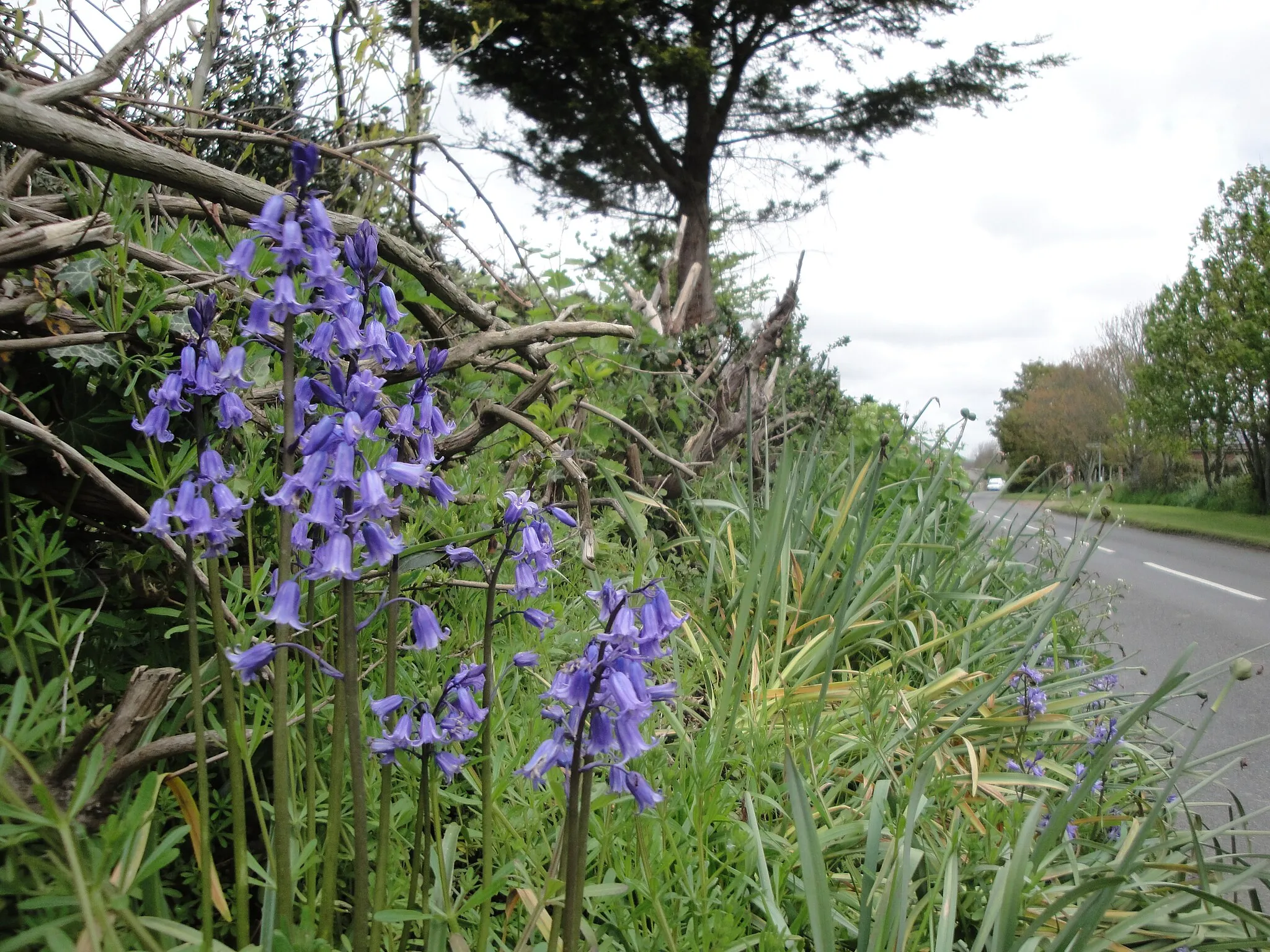 Photo showing: Bluebells in flower along Chale Street, Chale, Isle of Wight in May 2012.