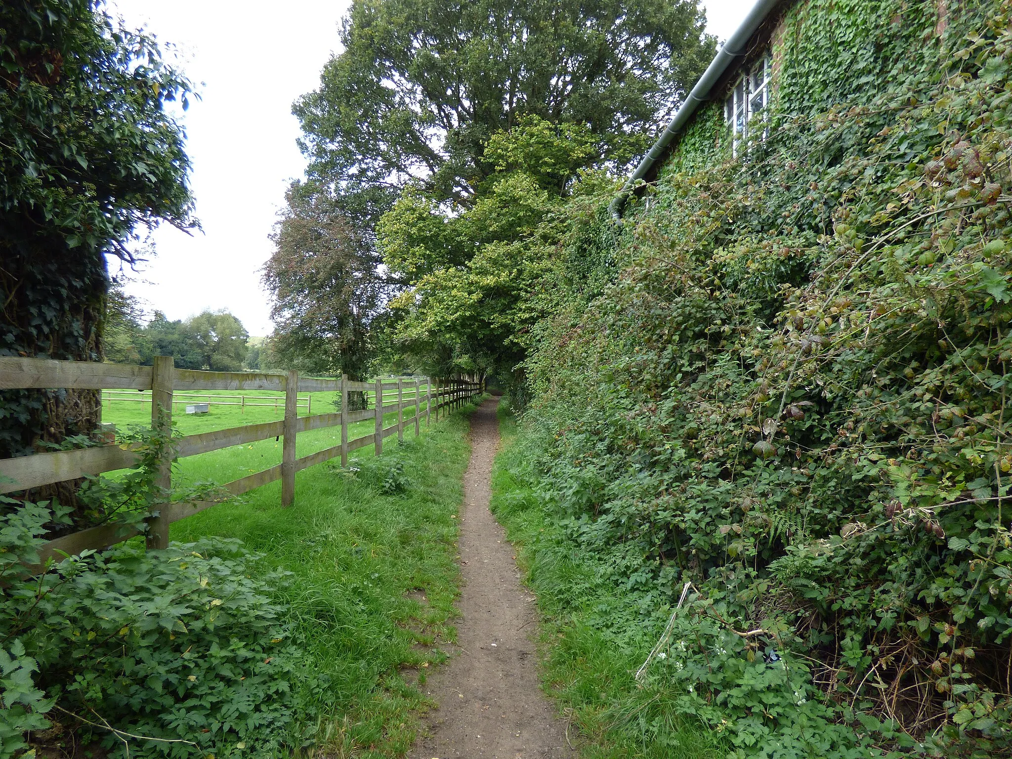 Photo showing: Tilford:  Bridleway