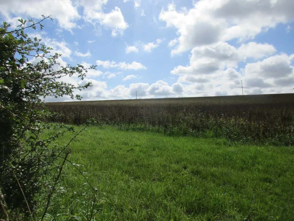 Photo showing: Bean field near Beauworth