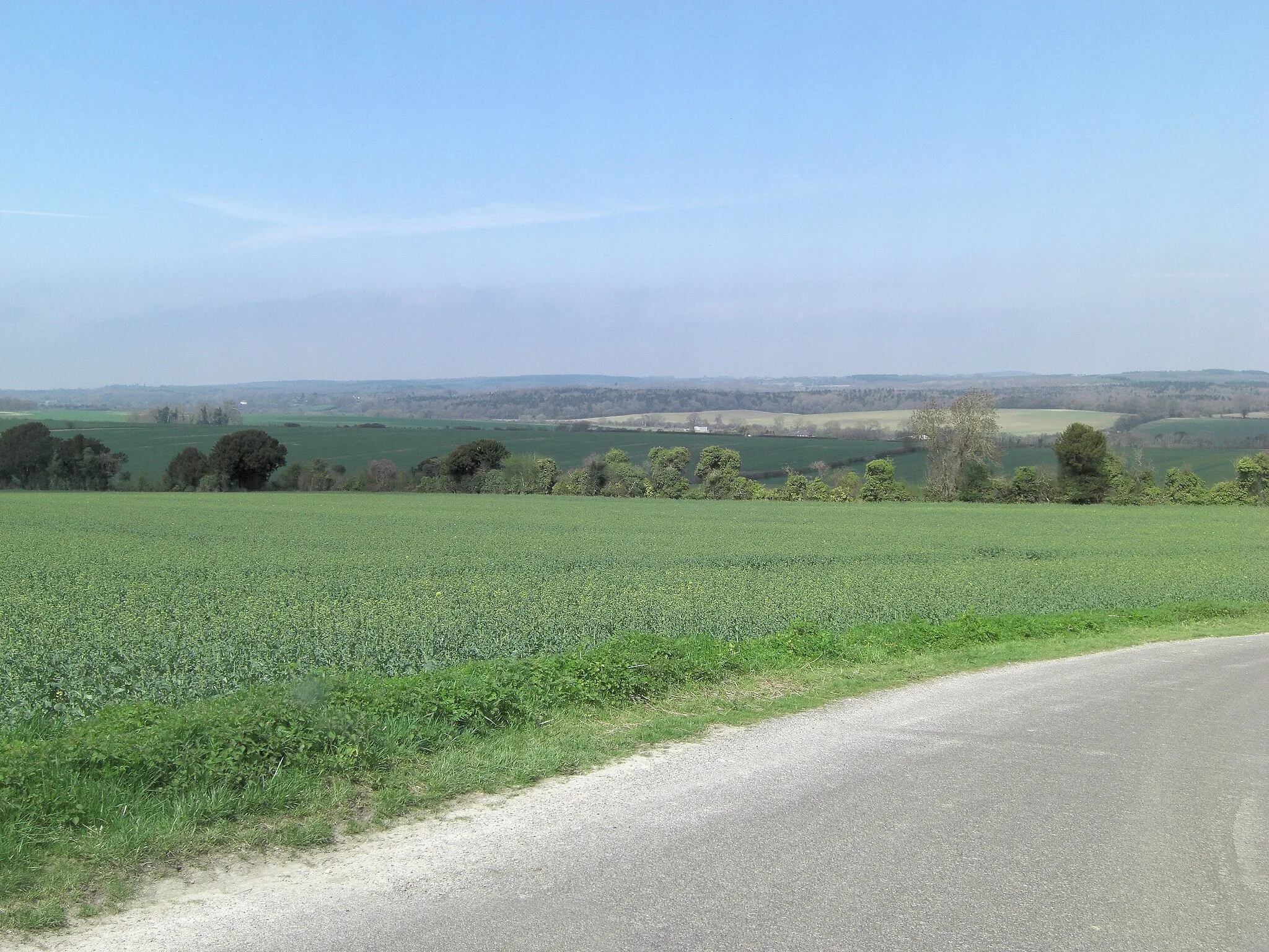 Photo showing: Arable crop west of Dean Lane