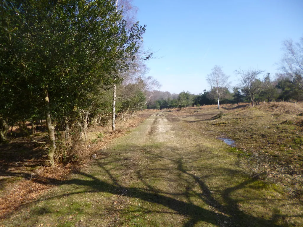 Photo showing: Anses Wood, forestry road