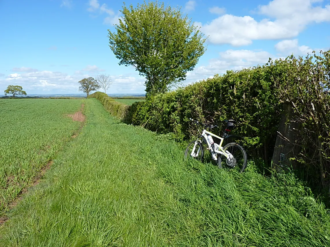 Photo showing: Along the hedgeline on Overton Hill