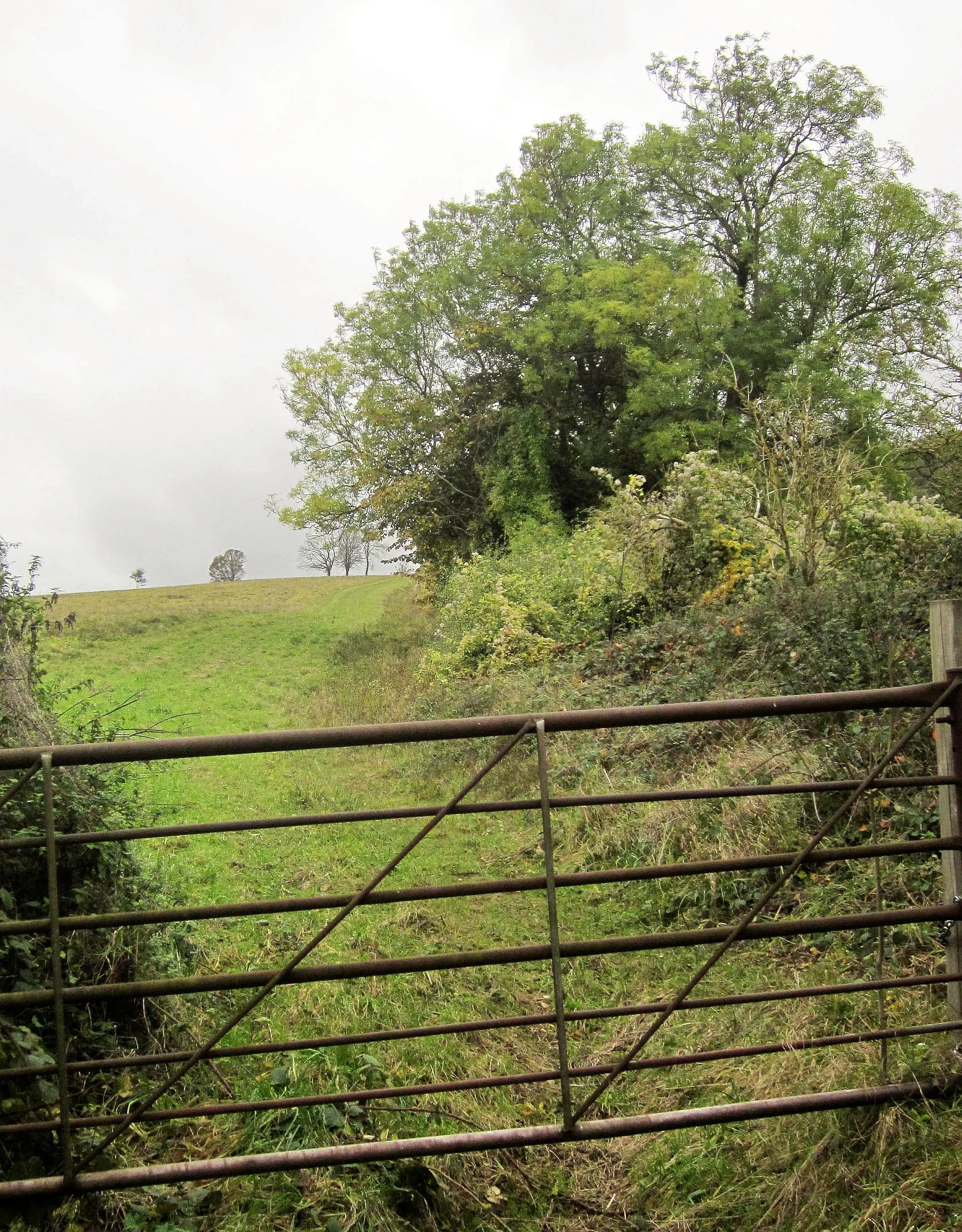 Photo showing: Field near Charlton Abbots