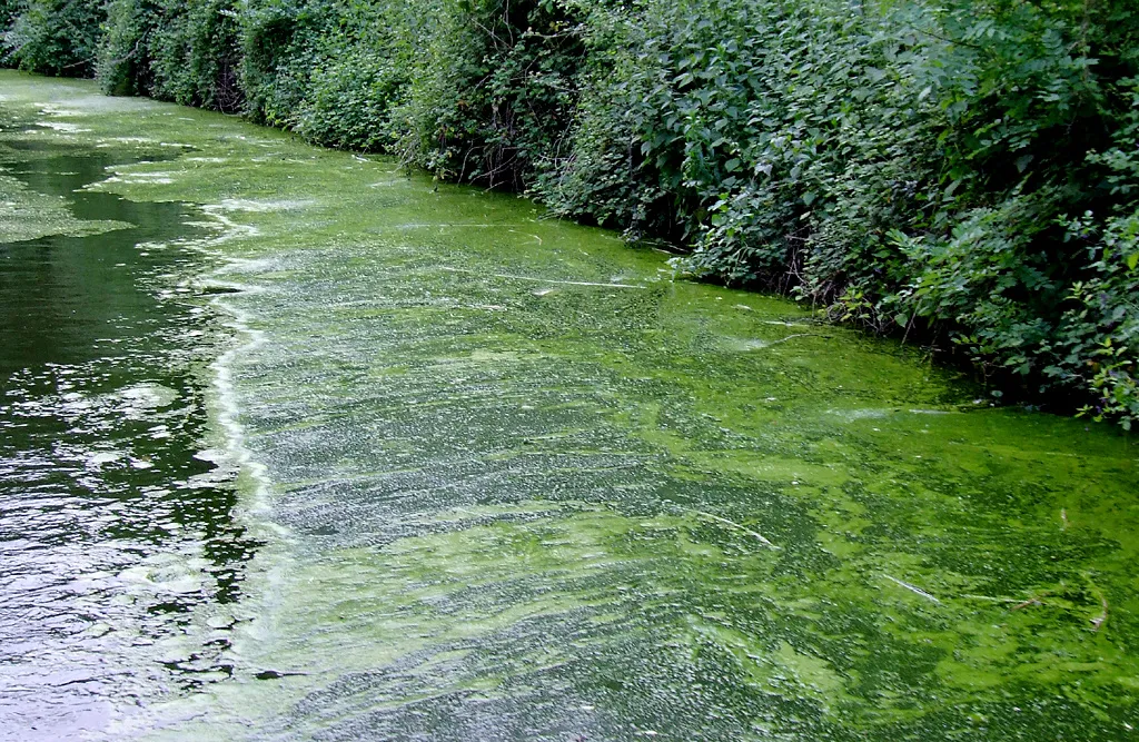 Photo showing: Algae on the canal near Salwarpe, Worcestershire