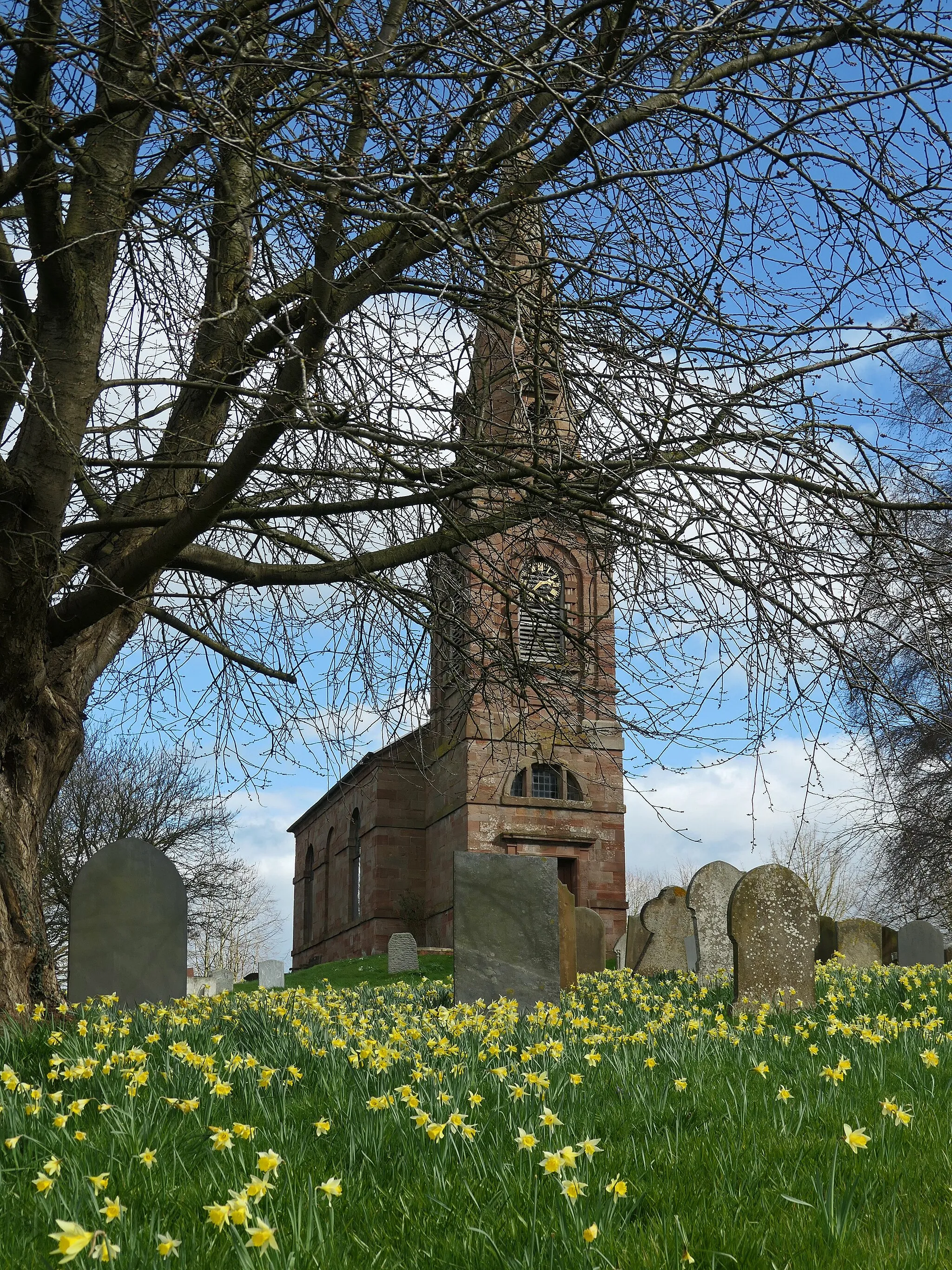 Photo showing: The hamlet appears in the Domesday Book so it was already established in the Saxon period. However, objects belonging to much earlier Neolithic and Bronze Age times have been found in the soil. Whitacre was spelt then as 'Witecore' which means white field. The area has many stone-built buildings of the 17th and 18th centuries. The 18th-century parish church of St Leonards is situated on the main road between Coventry and Tamworth (the B4098 or old A47). It is of classical Italian style, built in 1766 on the site of an earlier foundation.
Wild Daffodil (Narcissus pseudonarcissus) is also known as the 'Lent lily' or 'Easter lily' since it often blooms and fades within the Lenten period. The wild Daffodil is smaller than horticultural varieties, with paler petals and a deep yellow trumpet-like tube. The leaves are grey-green, thin, long and flattened. It grows in groups so can be quite an impressive sight. This native Daffodil is found in damp woods, fields, grassland and orchards. It is a rare plant but can be abundant in some areas.