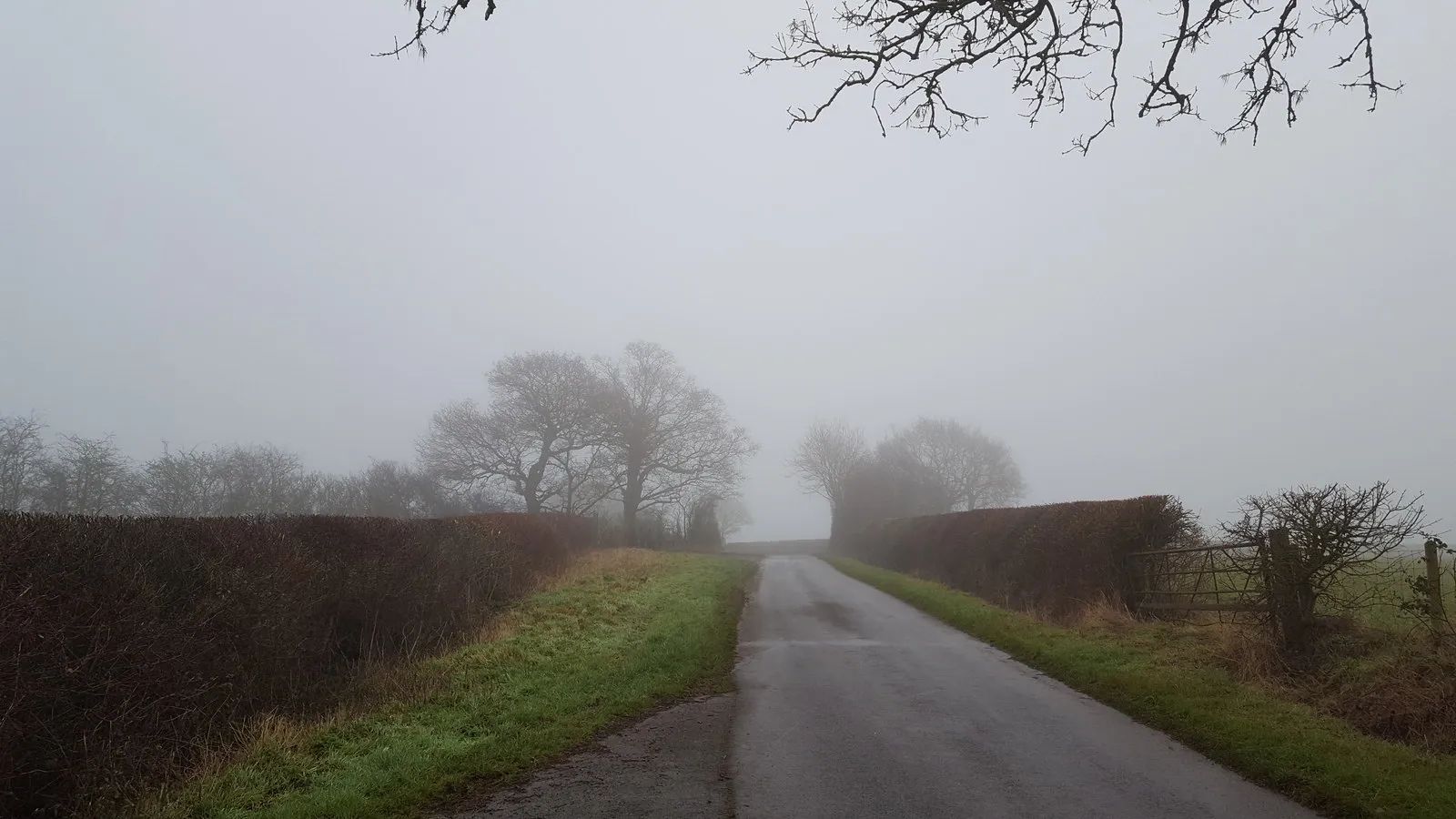 Photo showing: A foggy country lane