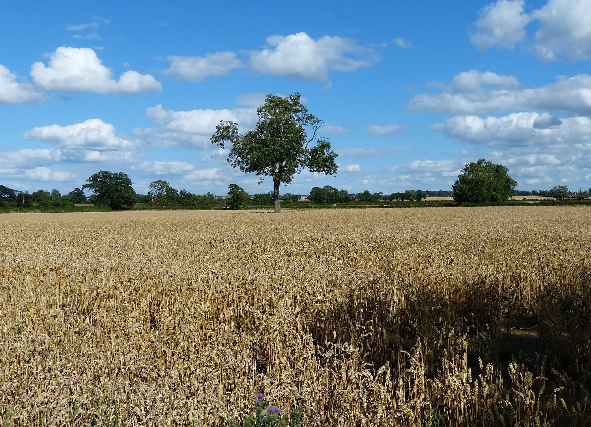 Photo showing: Wheat field on the edge of Witherley